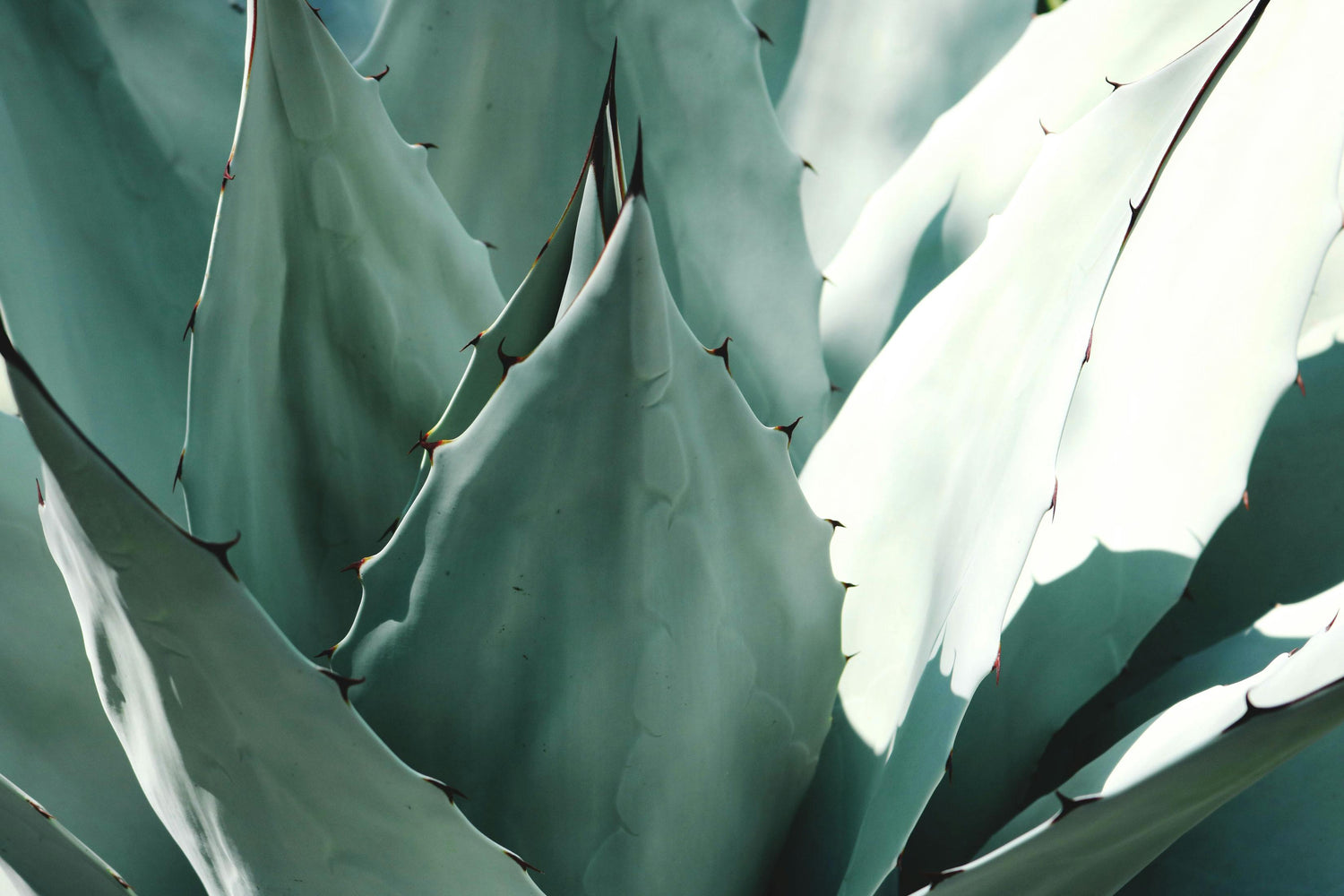 Agaves