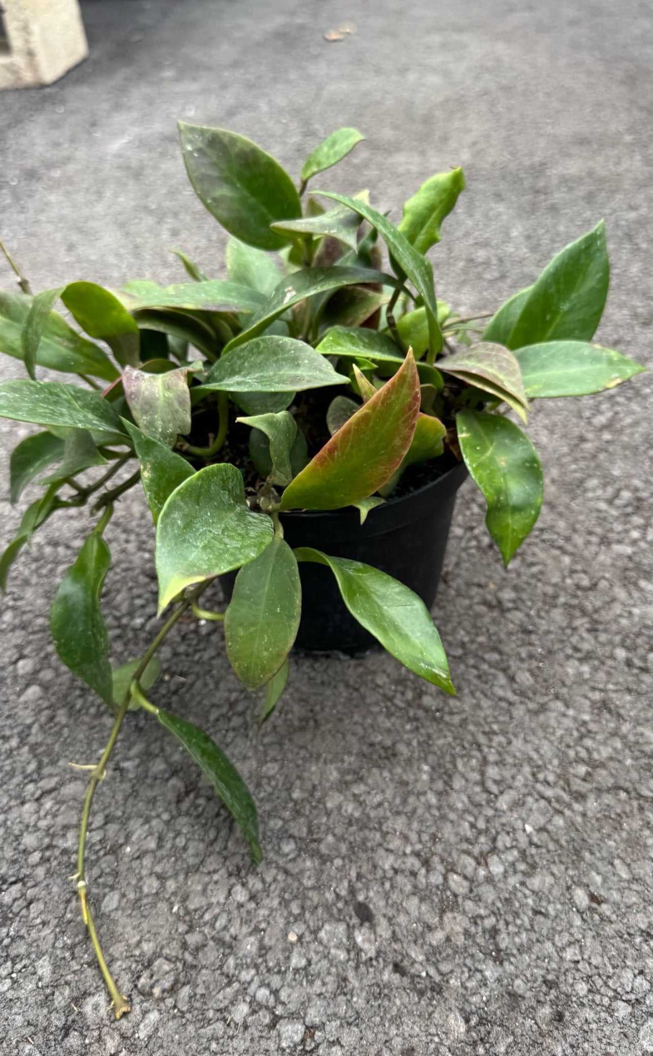 Known for their stunning waxy leaves and fragrant flowers, Hoyas are easy to care for, perfect for beginners, and thrive in bright, indirect light. Add beauty and air-purifying benefits to your space with our healthy, hand-selected Hoyas. 