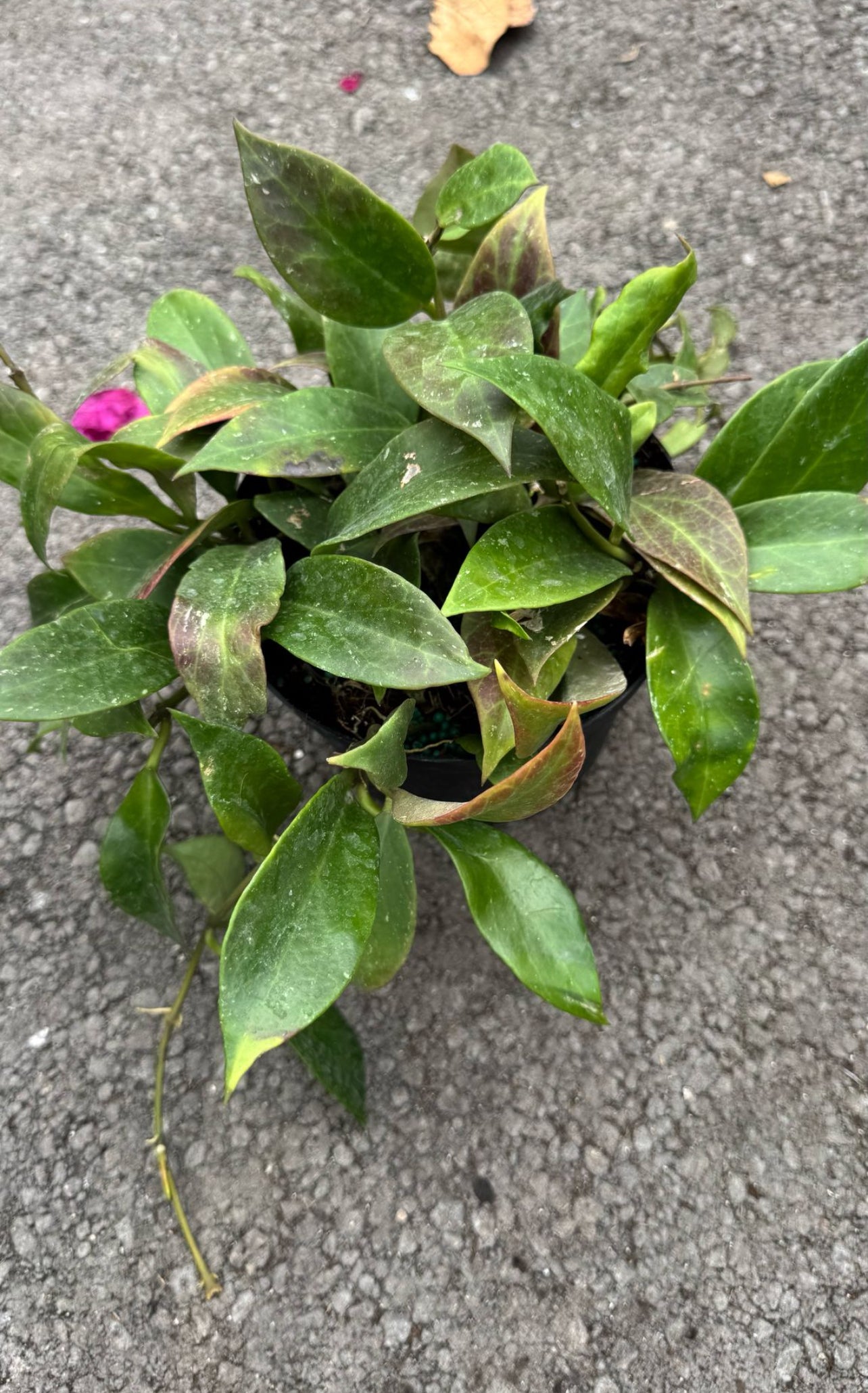 Known for their stunning waxy leaves and fragrant flowers, Hoyas are easy to care for, perfect for beginners, and thrive in bright, indirect light. Add beauty and air-purifying benefits to your space with our healthy, hand-selected Hoyas. 