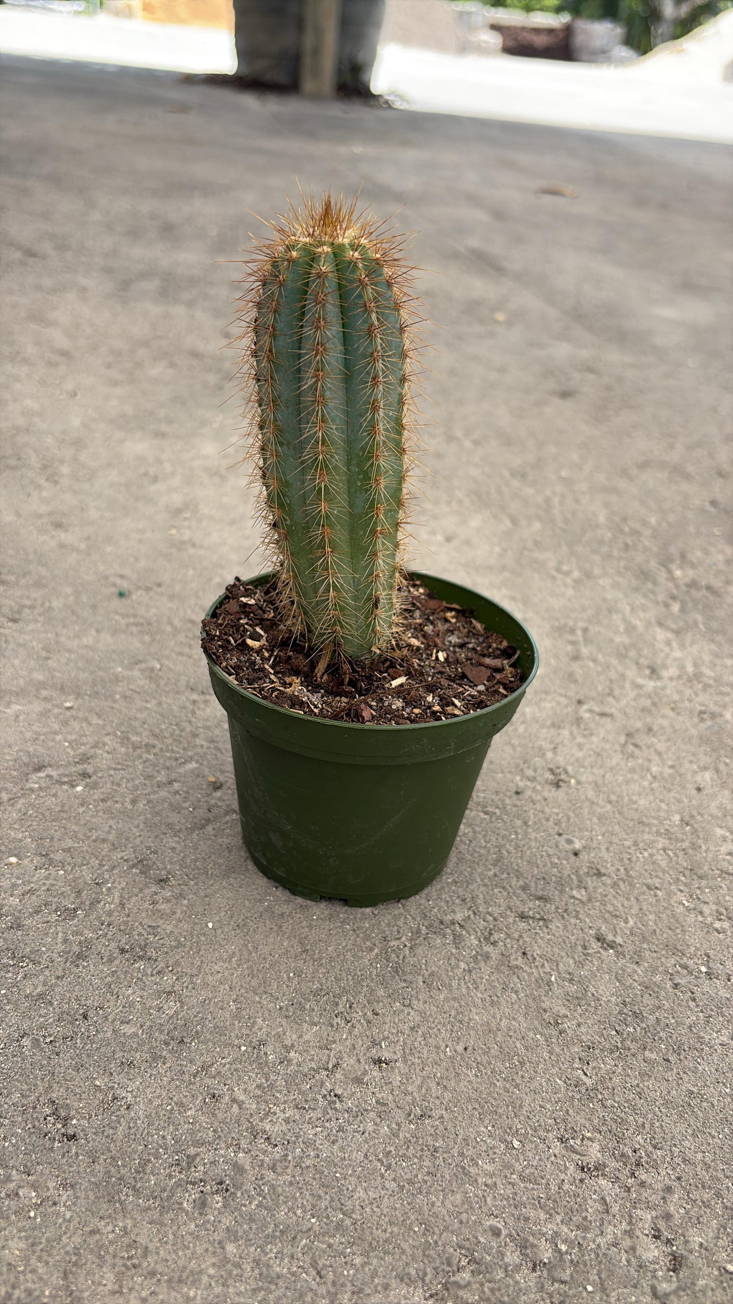 Slim Columnar Cactus