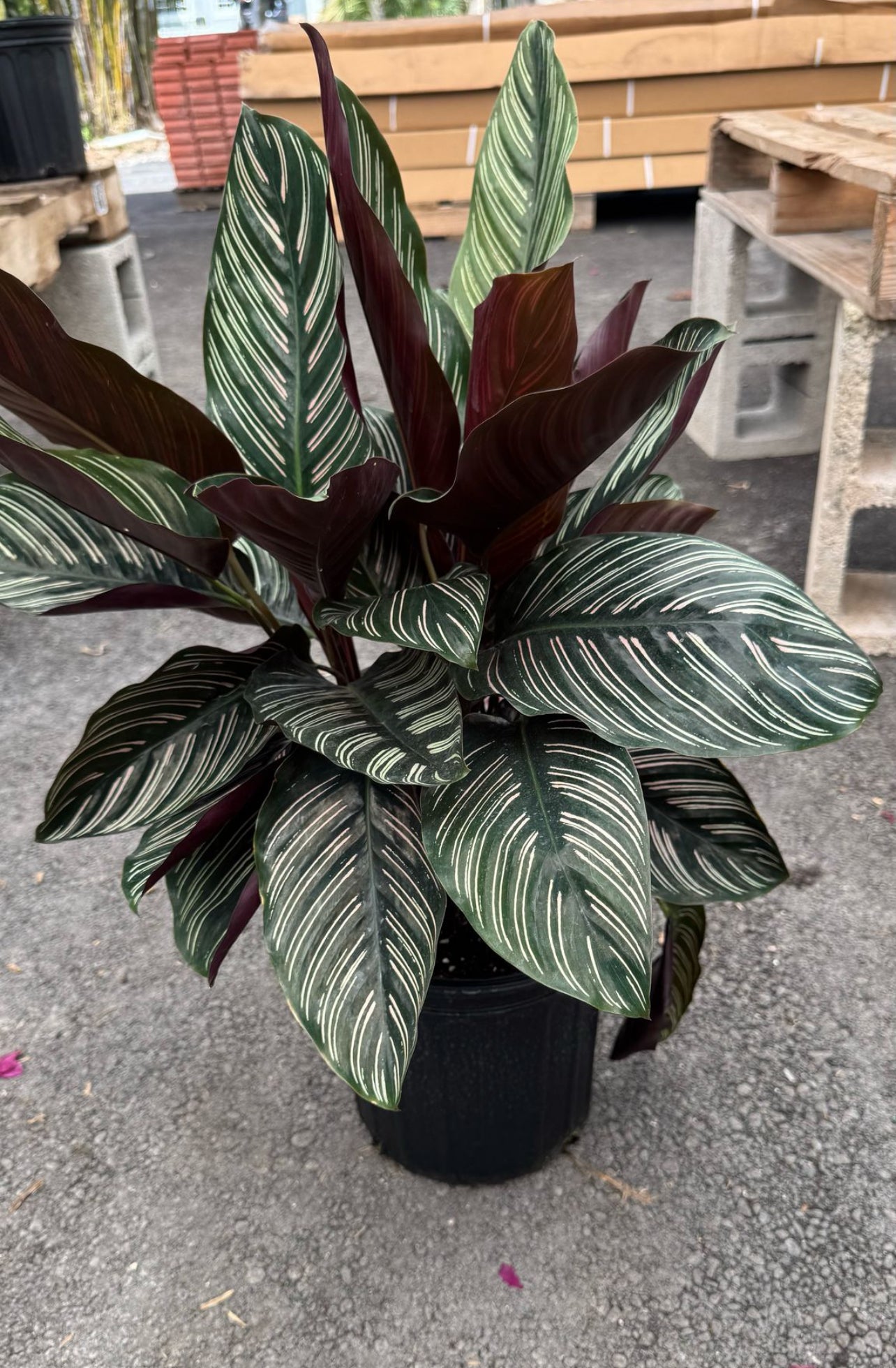 The Calathea is a stunning indoor plant known for its bold, decorative leaves with intricate patterns and vibrant colors. A perfect addition to any home or office, it thrives in low to medium light and adds a touch of elegance to your space. The Calathea is also an air-purifying plant, helping to improve indoor air quality while being a visual centerpiece.