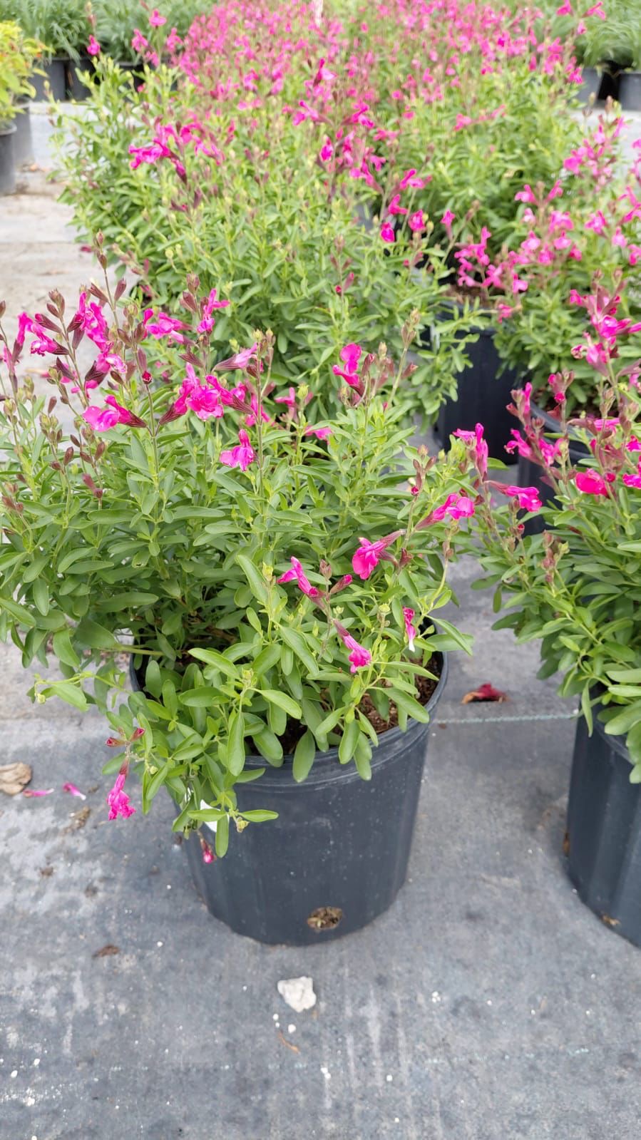 Pink salvia