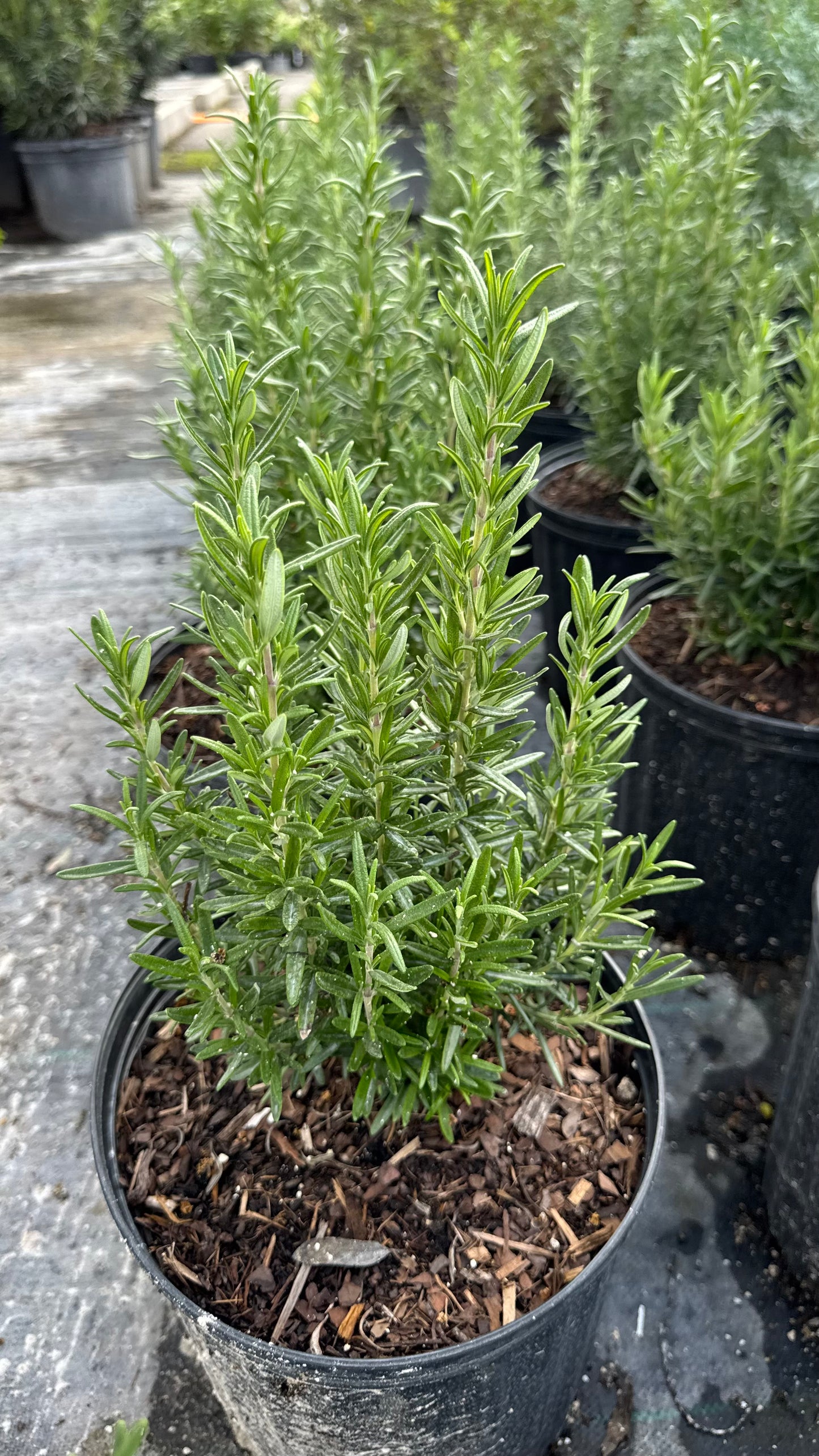 Rosemary