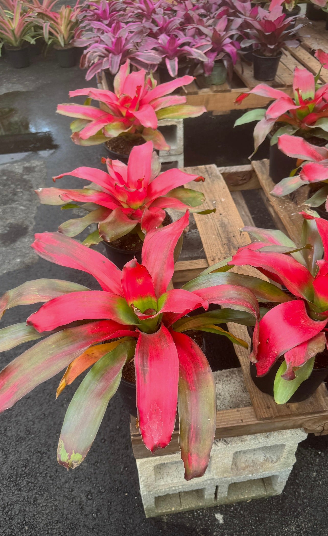Known for their bright, eye-catching blooms and unique foliage, these medium-sized plants make a statement in any space. Whether you're decorating your indoor living area or enhancing your outdoor garden, these 8" Bromeliads provide vibrant color and beauty while being incredibly easy to care for. 