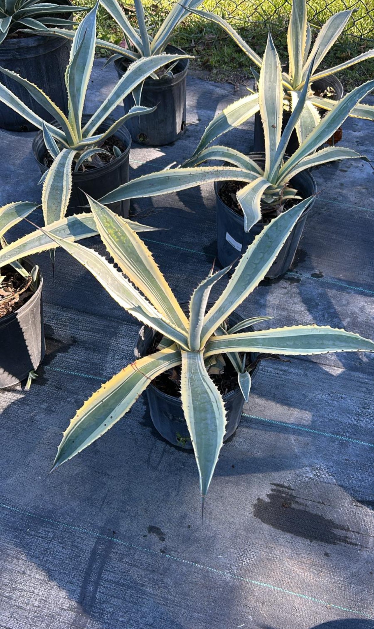Known for its striking, sword-like leaves, this hardy succulent makes a bold statement in any garden, landscape, or container. Its large rosette of blue-green foliage is perfect for creating focal points in desert landscaping, or modern outdoor spaces. 