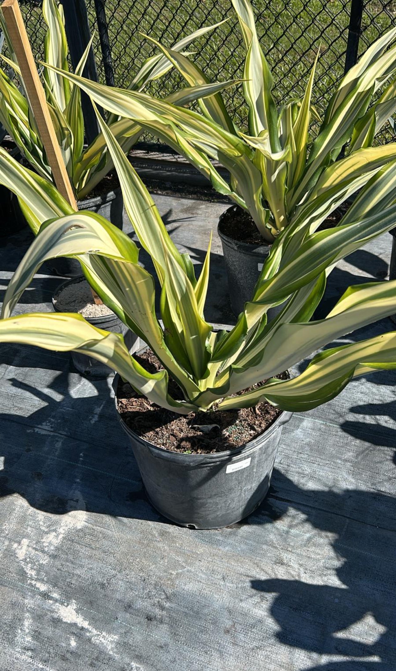 This drought-tolerant succulent is known for its dramatic, spiky foliage and graceful, arching leaves, making it a stunning addition to both indoor and outdoor spaces.