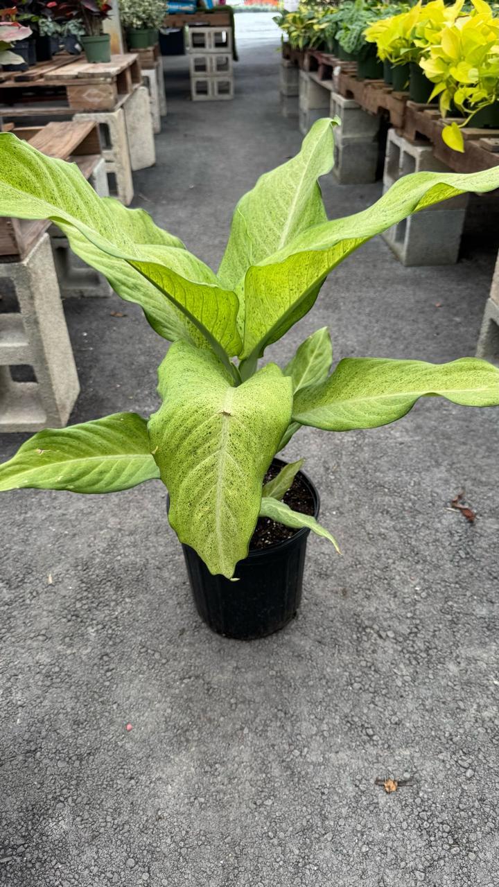 With its lush, green leaves, it adds a touch of elegance to any space. Known for its air-purifying properties, this hardy plant requires minimal maintenance, making it perfect for both beginners and busy plant lovers. 