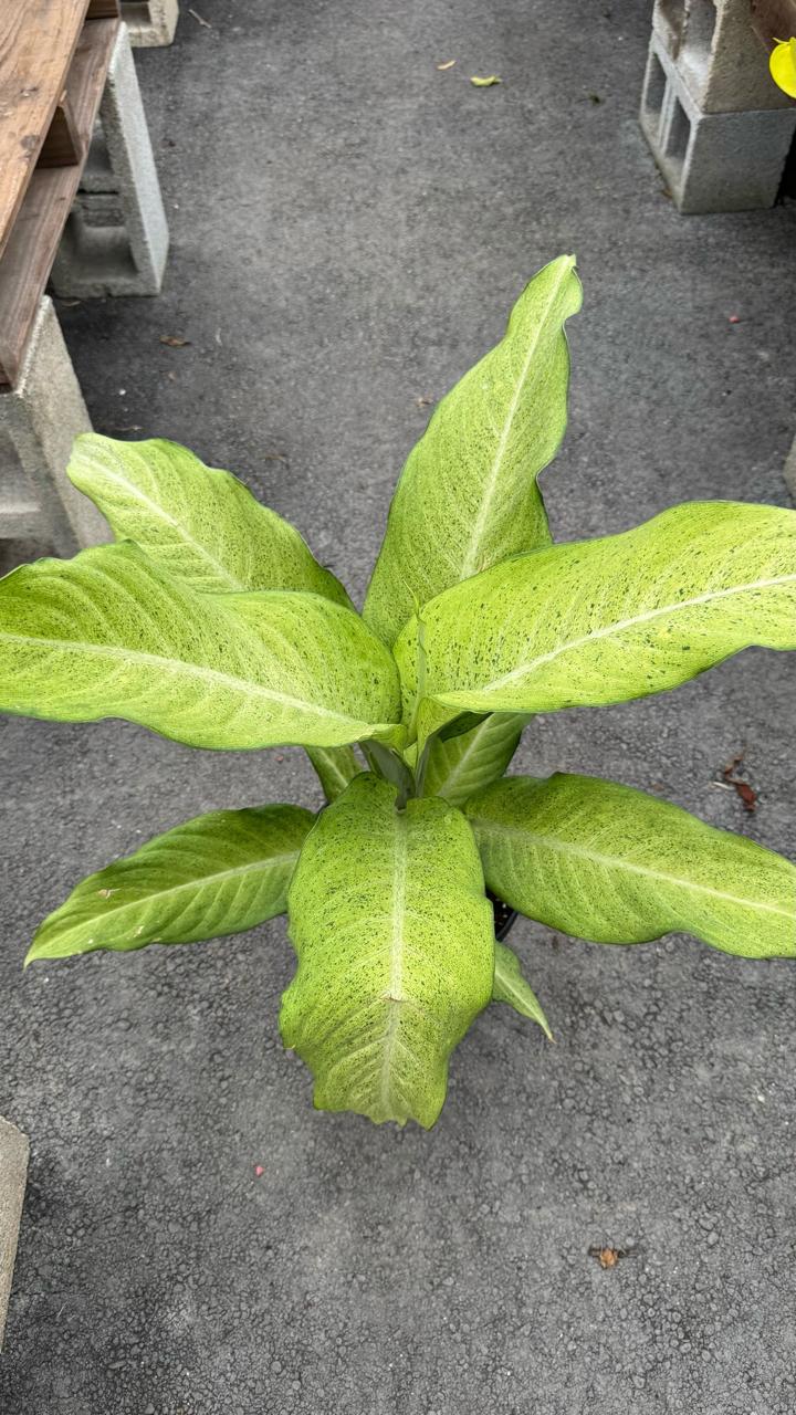With its lush, green leaves, it adds a touch of elegance to any space. Known for its air-purifying properties, this hardy plant requires minimal maintenance, making it perfect for both beginners and busy plant lovers. 