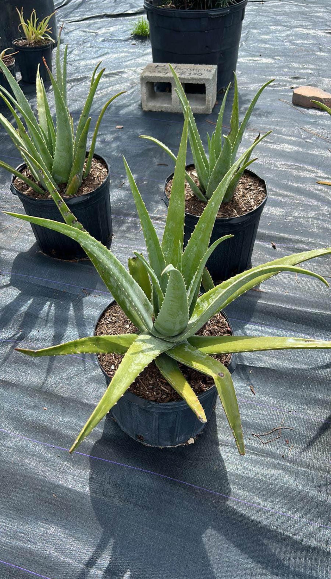 A low-maintenance succulent with green, fleshy leaves and soothing gel—thrives in bright, indirect light, adding beauty and utility indoors or outdoors.