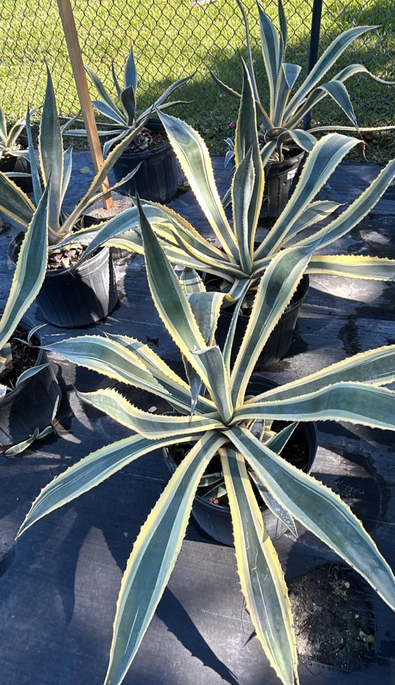 Known for its striking, sword-like leaves, this hardy succulent makes a bold statement in any garden, landscape, or container. Its large rosette of blue-green foliage is perfect for creating focal points in desert landscaping, or modern outdoor spaces. 