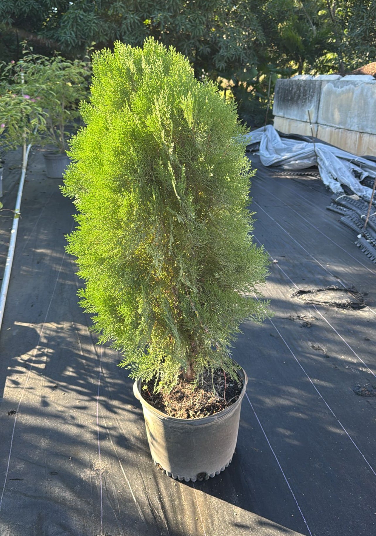 A versatile, low-maintenance evergreen with lush foliage and a pyramidal shape—ideal for privacy screens, hedges, or ornamental accents, thriving in sun or shade.