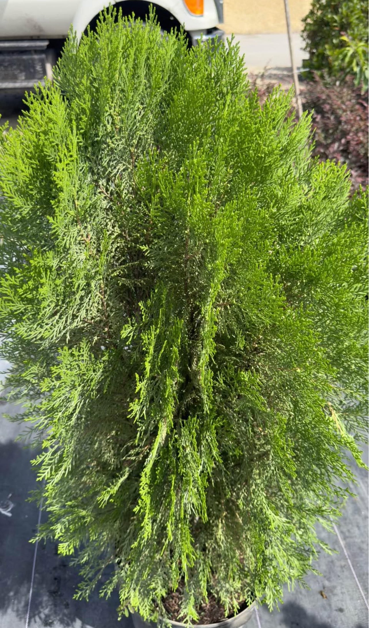 A versatile, low-maintenance evergreen with lush foliage and a pyramidal shape—ideal for privacy screens, hedges, or ornamental accents, thriving in sun or shade.