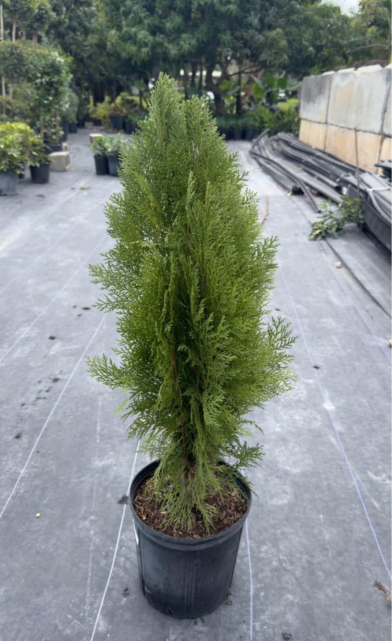 A versatile, low-maintenance evergreen with lush foliage and a pyramidal shape—ideal for privacy screens, hedges, or ornamental accents, thriving in sun or shade.
