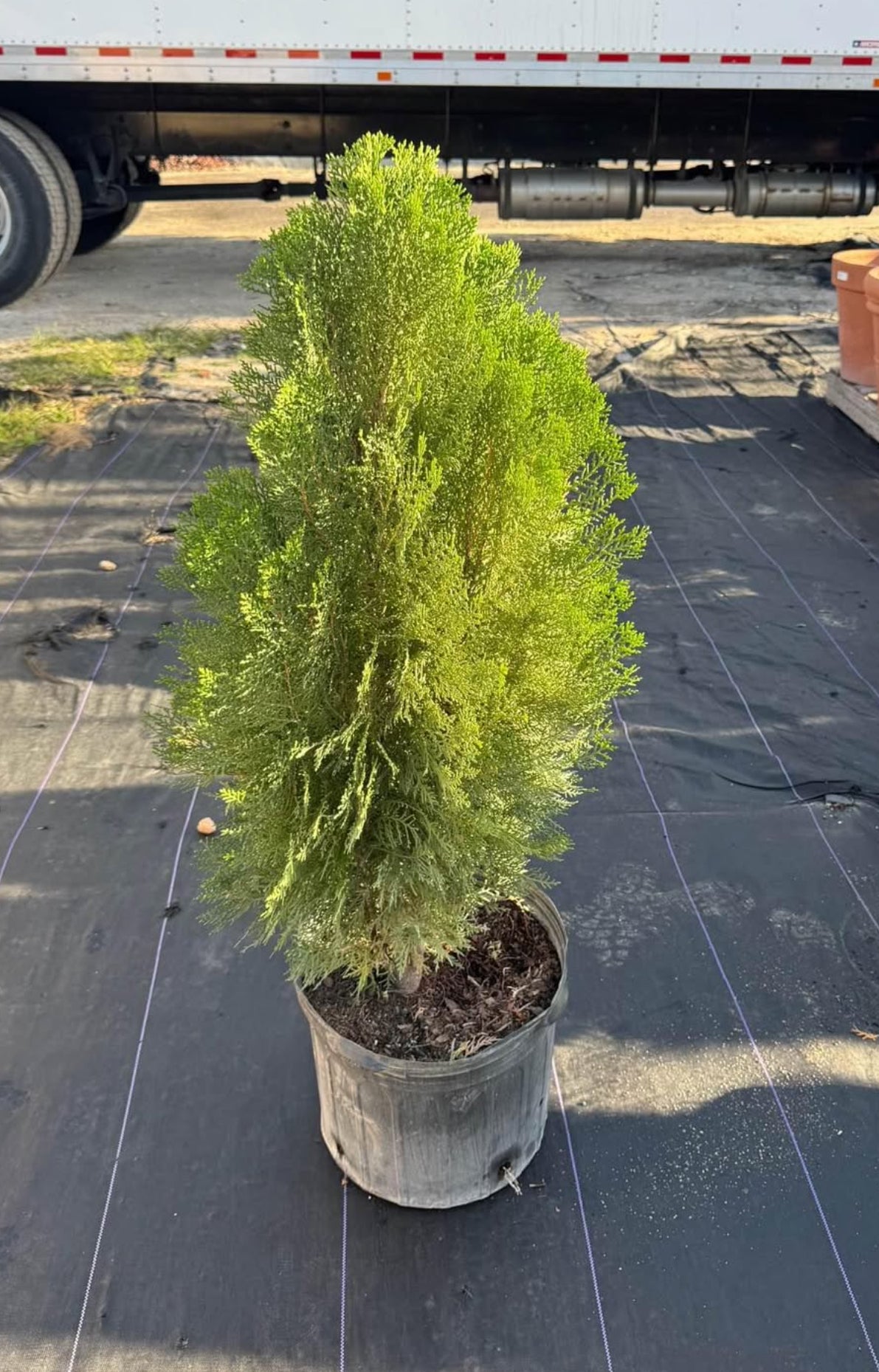 A versatile, low-maintenance evergreen with lush foliage and a pyramidal shape—ideal for privacy screens, hedges, or ornamental accents, thriving in sun or shade.