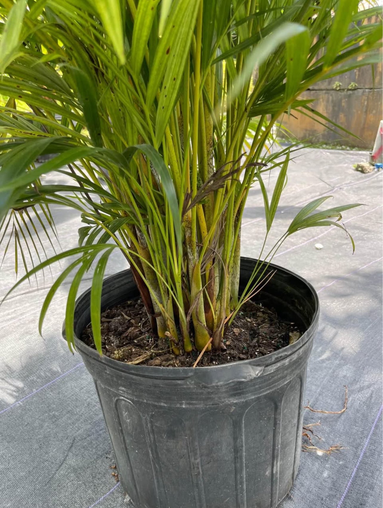 Bring tropical charm to your space with the Areca Palm, also known as the Butterfly Palm or Golden Cane Palm. This graceful plant features slender, golden-yellow stems and lush, feathery fronds that create a vibrant, airy look. Perfect for both indoor and outdoor settings, the Areca Palm thrives in bright, indirect light and adds a touch of elegance to any environment.
