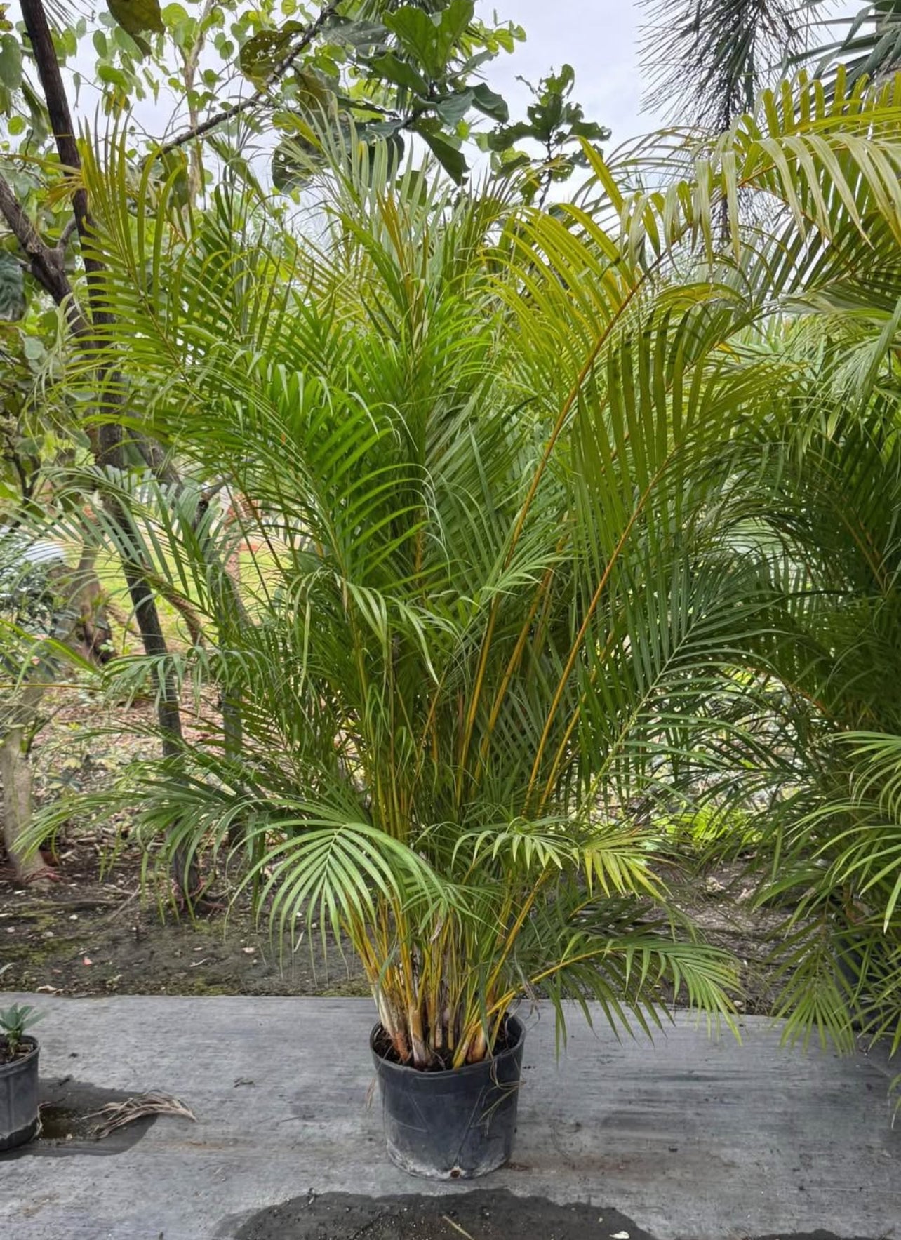 Bring tropical charm to your space with the Areca Palm, also known as the Butterfly Palm or Golden Cane Palm. This graceful plant features slender, golden-yellow stems and lush, feathery fronds that create a vibrant, airy look. Perfect for both indoor and outdoor settings, the Areca Palm thrives in bright, indirect light and adds a touch of elegance to any environment.