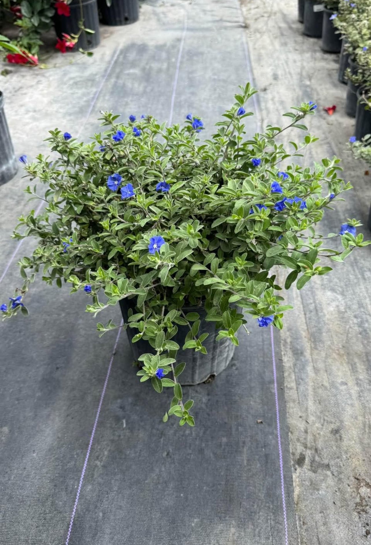 blue daze flower seeds Blue Daze – Garden Sensation