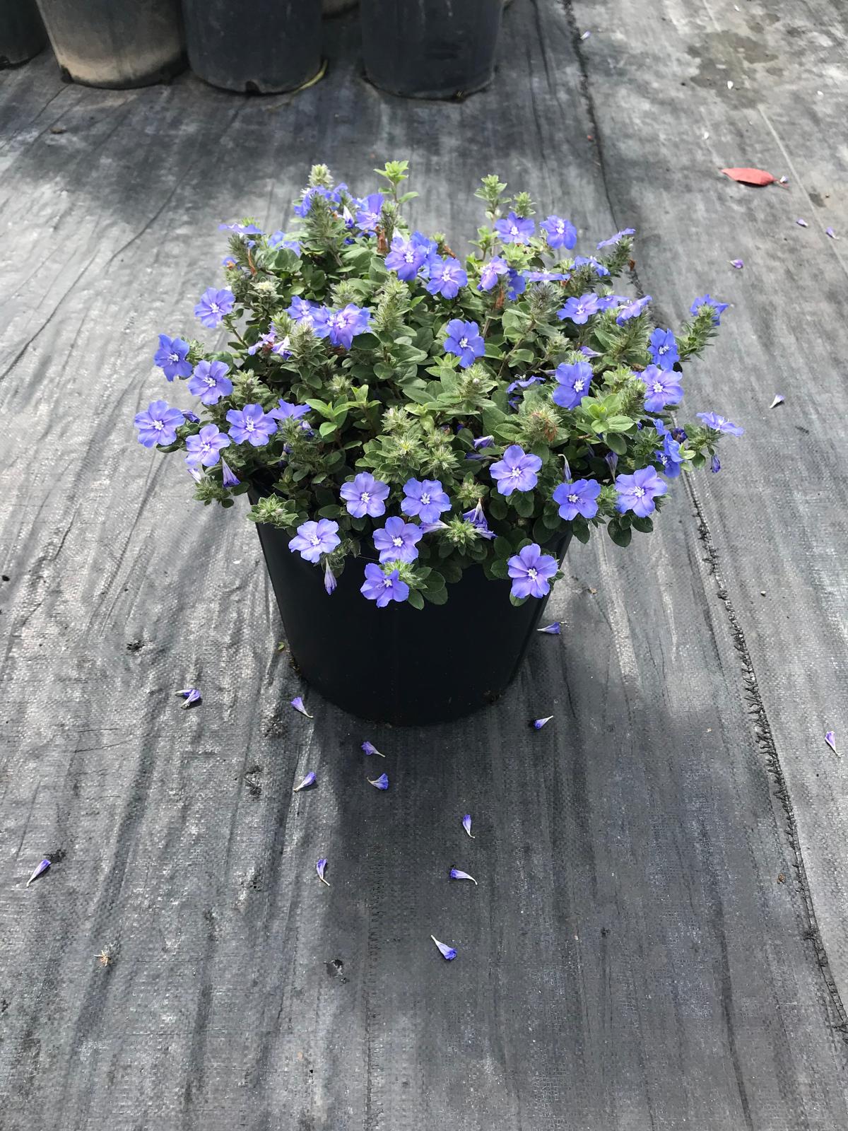 Blue Daze