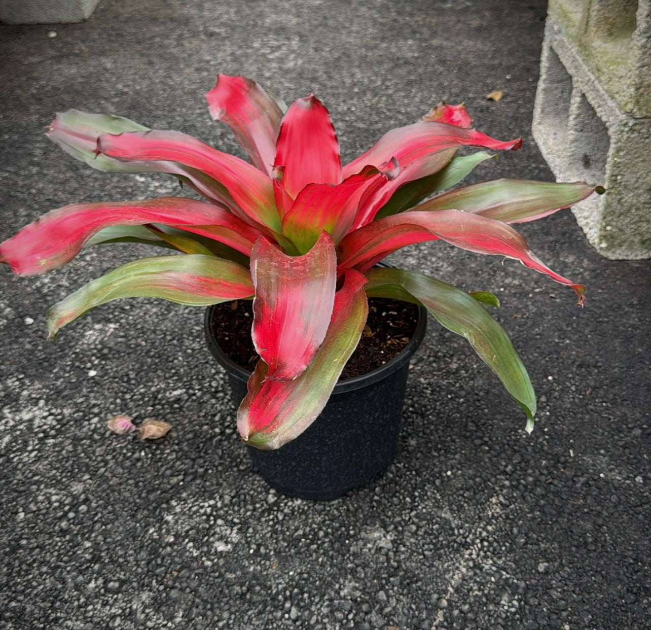 Known for their bright, eye-catching blooms and unique foliage, these medium-sized plants make a statement in any space. Whether you're decorating your indoor living area or enhancing your outdoor garden, these 8" Bromeliads provide vibrant color and beauty while being incredibly easy to care for. 
