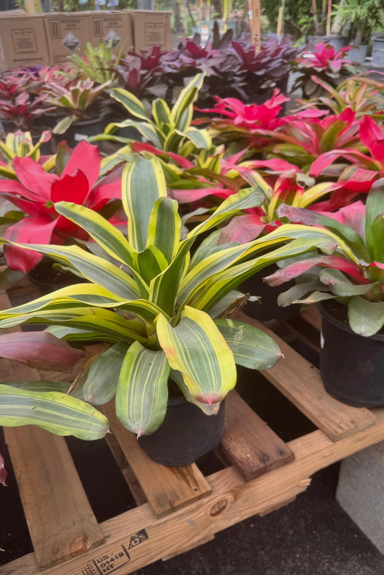 Known for their bright, eye-catching blooms and unique foliage, these medium-sized plants make a statement in any space. Whether you're decorating your indoor living area or enhancing your outdoor garden, these 8" Bromeliads provide vibrant color and beauty while being incredibly easy to care for. 