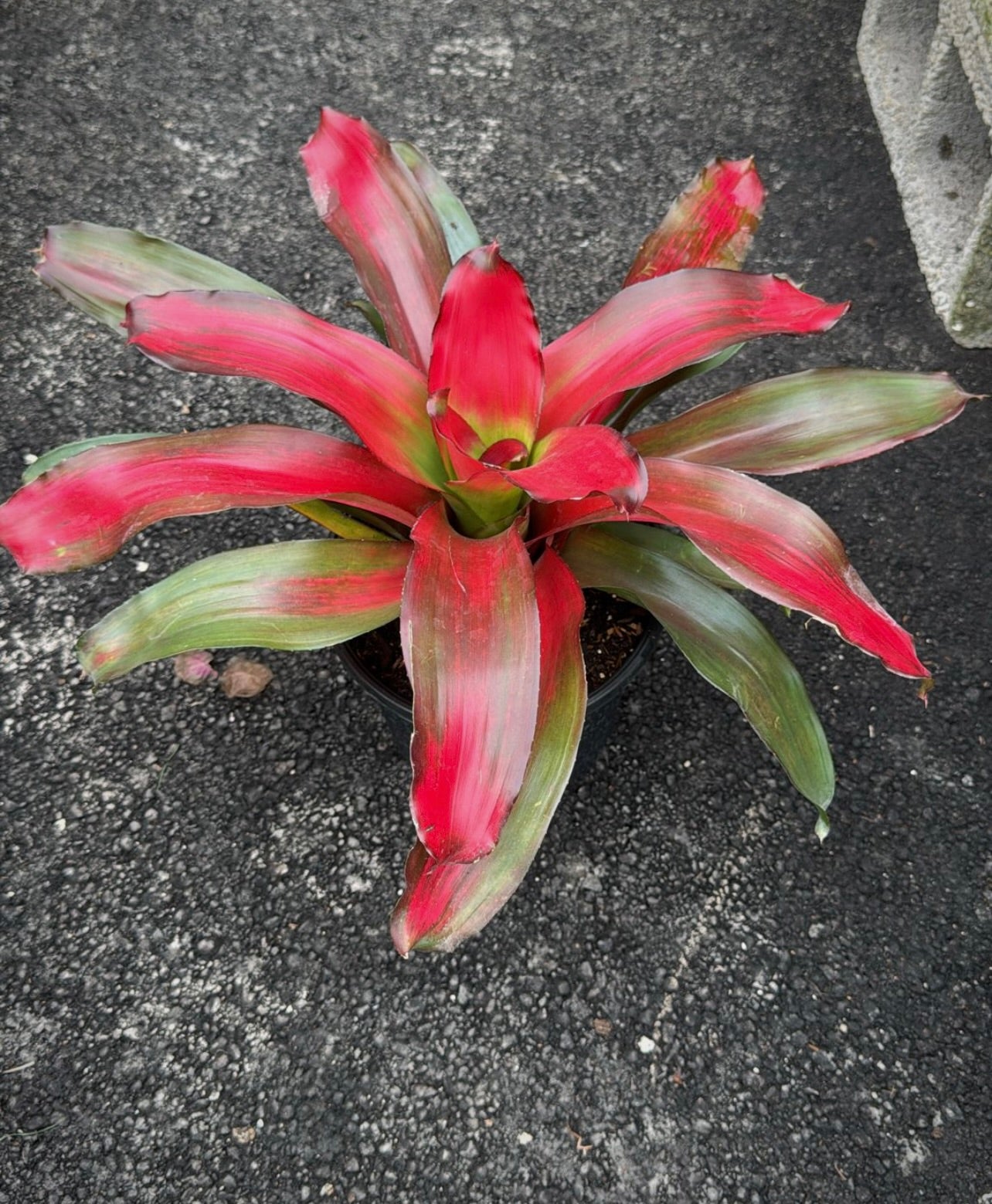 Known for their bright, eye-catching blooms and unique foliage, these medium-sized plants make a statement in any space. Whether you're decorating your indoor living area or enhancing your outdoor garden, these 8" Bromeliads provide vibrant color and beauty while being incredibly easy to care for. 