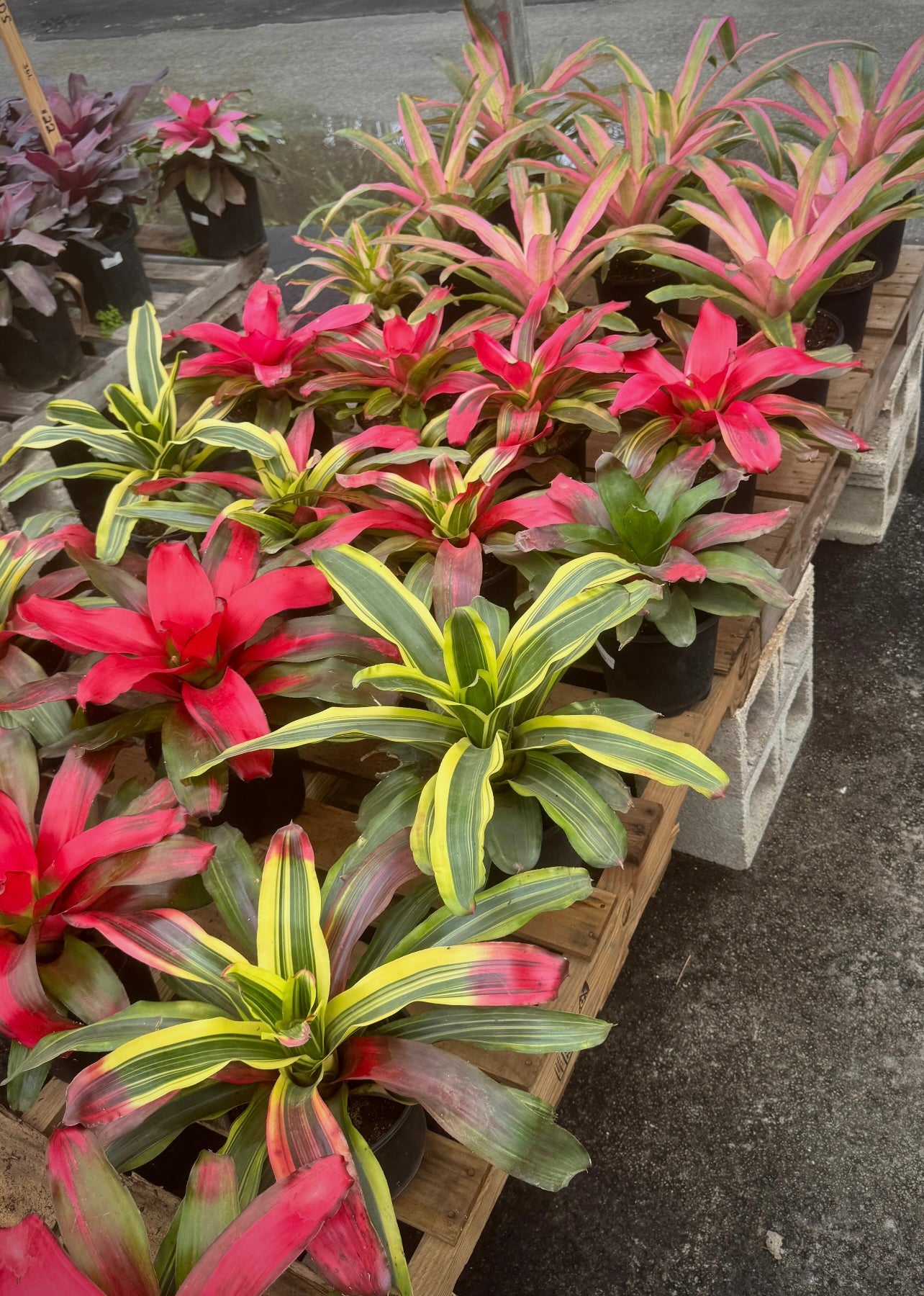 Known for their bright, eye-catching blooms and unique foliage, these medium-sized plants make a statement in any space. Whether you're decorating your indoor living area or enhancing your outdoor garden, these 8" Bromeliads provide vibrant color and beauty while being incredibly easy to care for.
