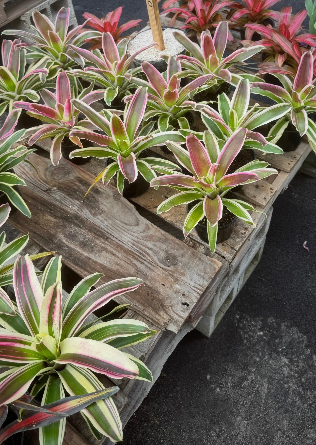 These compact, vibrant plants feature stunning blooms and unique foliage, perfect for adding a pop of color to any room or garden. 