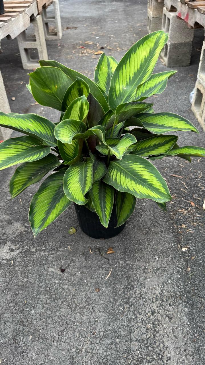 The Calathea is a stunning indoor plant known for its bold, decorative leaves with intricate patterns and vibrant colors. A perfect addition to any home or office, it thrives in low to medium light and adds a touch of elegance to your space. The Calathea is also an air-purifying plant, helping to improve indoor air quality while being a visual centerpiece.