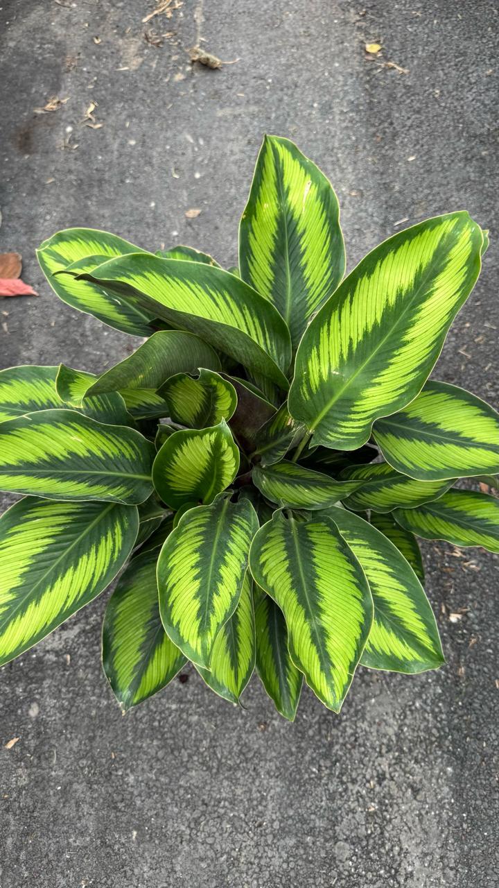 The Calathea is a stunning indoor plant known for its bold, decorative leaves with intricate patterns and vibrant colors. A perfect addition to any home or office, it thrives in low to medium light and adds a touch of elegance to your space. The Calathea is also an air-purifying plant, helping to improve indoor air quality while being a visual centerpiece.