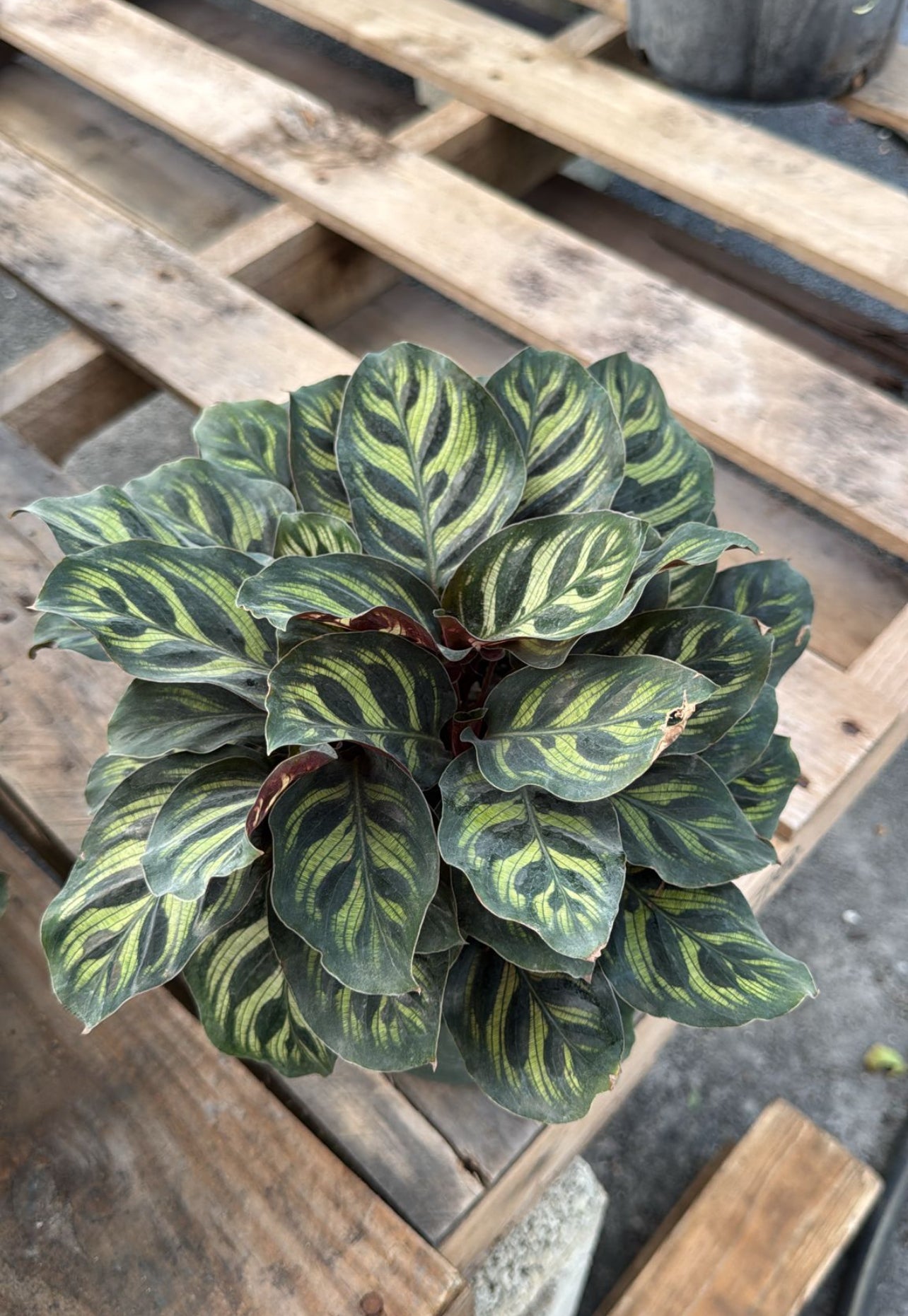 The Calathea is a stunning indoor plant known for its bold, decorative leaves with intricate patterns and vibrant colors. A perfect addition to any home or office, it thrives in low to medium light and adds a touch of elegance to your space. The Calathea is also an air-purifying plant, helping to improve indoor air quality while being a visual centerpiece.