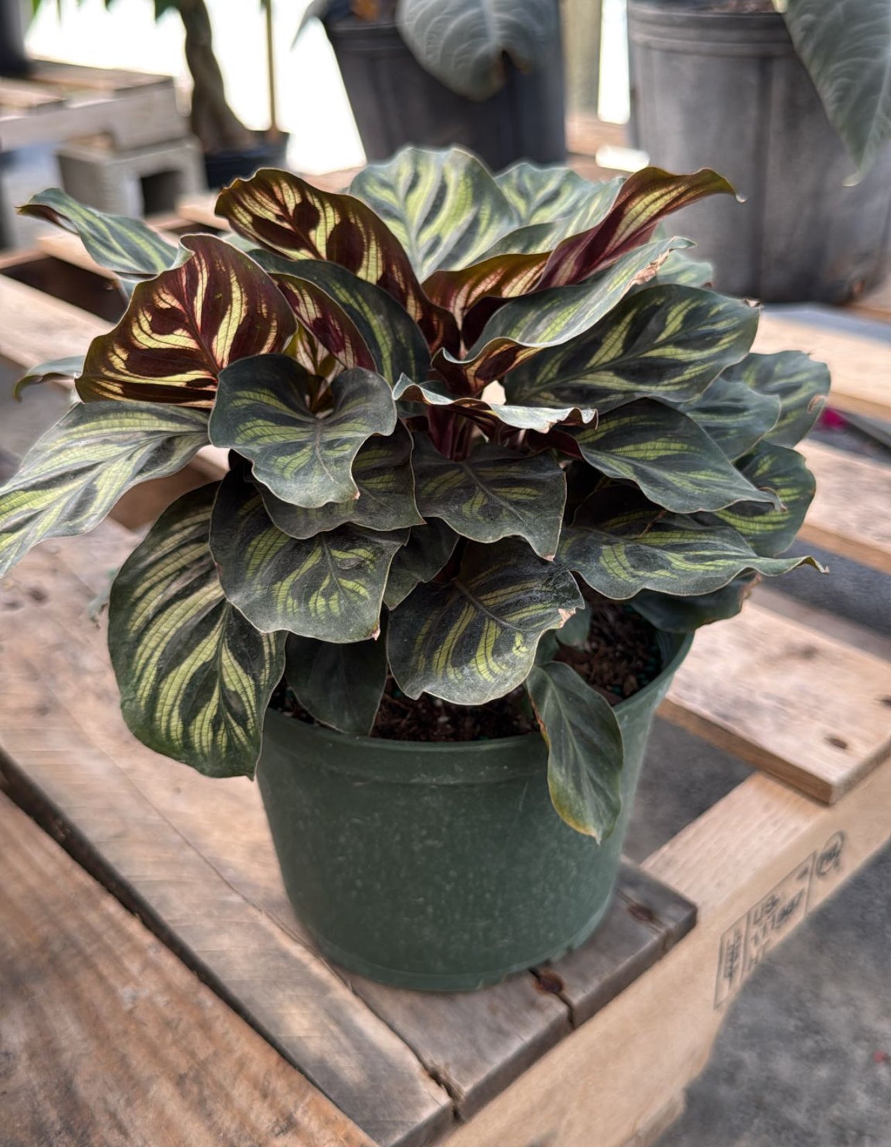 The Calathea is a stunning indoor plant known for its bold, decorative leaves with intricate patterns and vibrant colors. A perfect addition to any home or office, it thrives in low to medium light and adds a touch of elegance to your space. The Calathea is also an air-purifying plant, helping to improve indoor air quality while being a visual centerpiece.