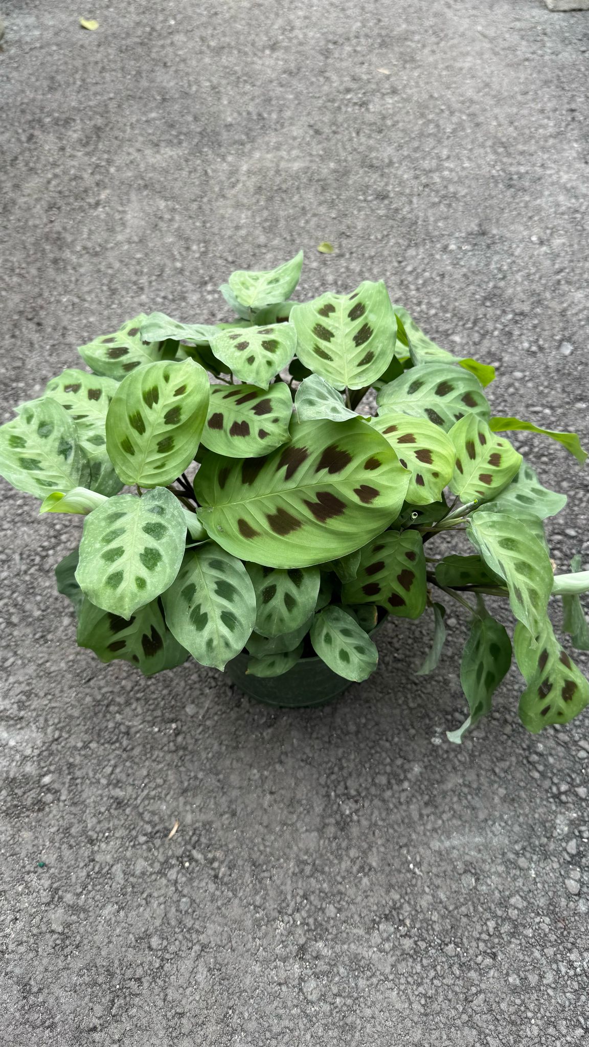 This low-maintenance, eye-catching plant features bold, striped green leaves that resemble zebra patterns, making it a perfect addition to any home or office.