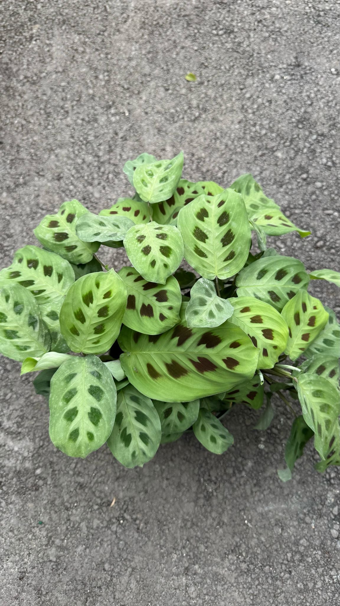 This low-maintenance, eye-catching plant features bold, striped green leaves that resemble zebra patterns, making it a perfect addition to any home or office.
