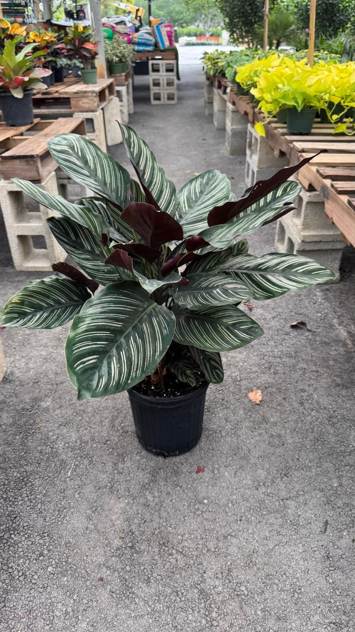 The Calathea is a stunning indoor plant known for its bold, decorative leaves with intricate patterns and vibrant colors. A perfect addition to any home or office, it thrives in low to medium light and adds a touch of elegance to your space. The Calathea is also an air-purifying plant, helping to improve indoor air quality while being a visual centerpiece.
