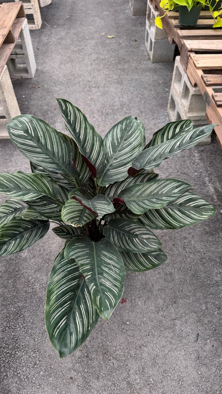The Calathea is a stunning indoor plant known for its bold, decorative leaves with intricate patterns and vibrant colors. A perfect addition to any home or office, it thrives in low to medium light and adds a touch of elegance to your space. The Calathea is also an air-purifying plant, helping to improve indoor air quality while being a visual centerpiece.