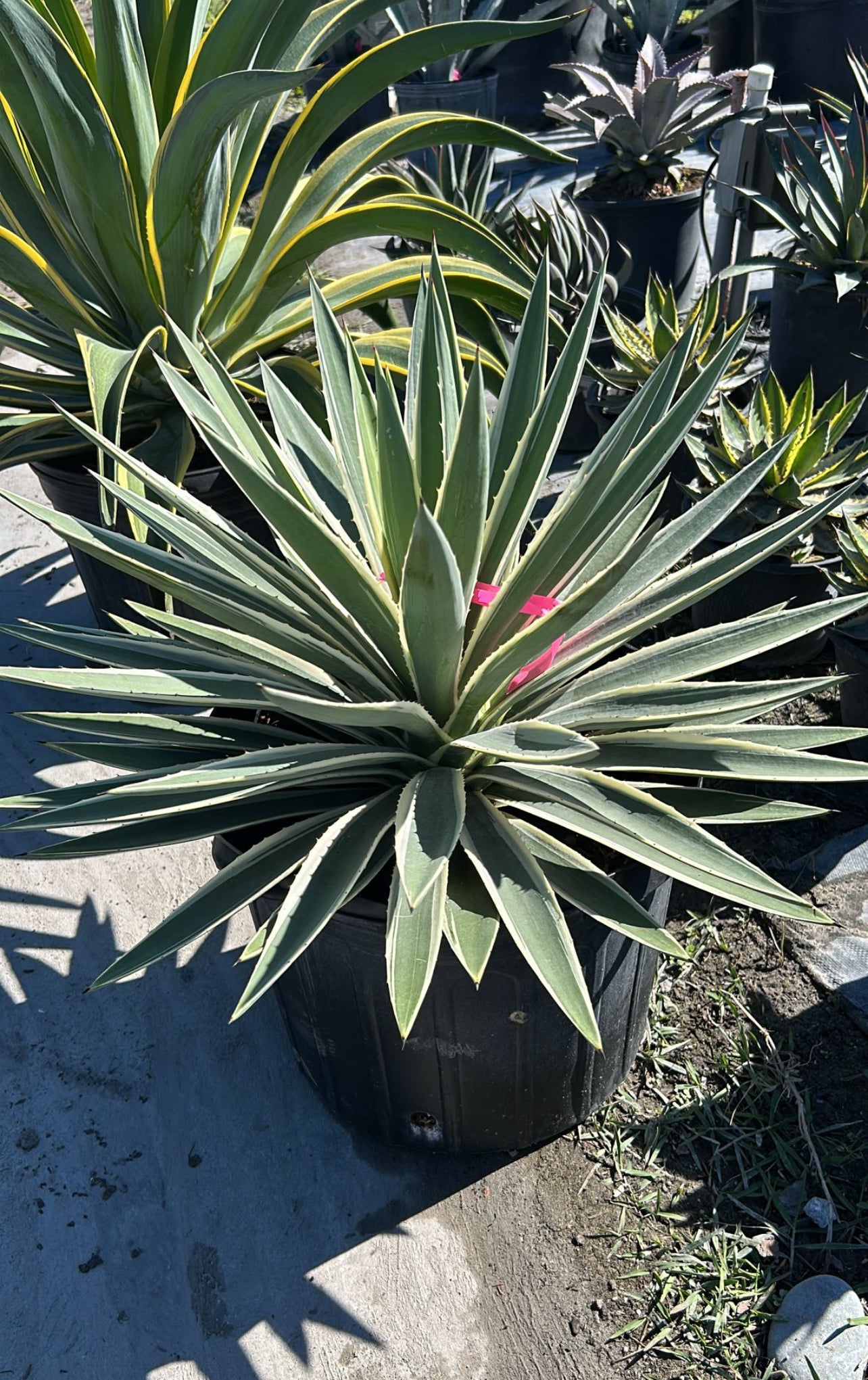 Drought-tolerant and sun-loving, this hardy succulent brings bold texture and striking architectural interest to any landscape. Its unique form and spiky leaves make it an eye-catching addition to rock gardens, xeriscaping, or modern outdoor spaces.
