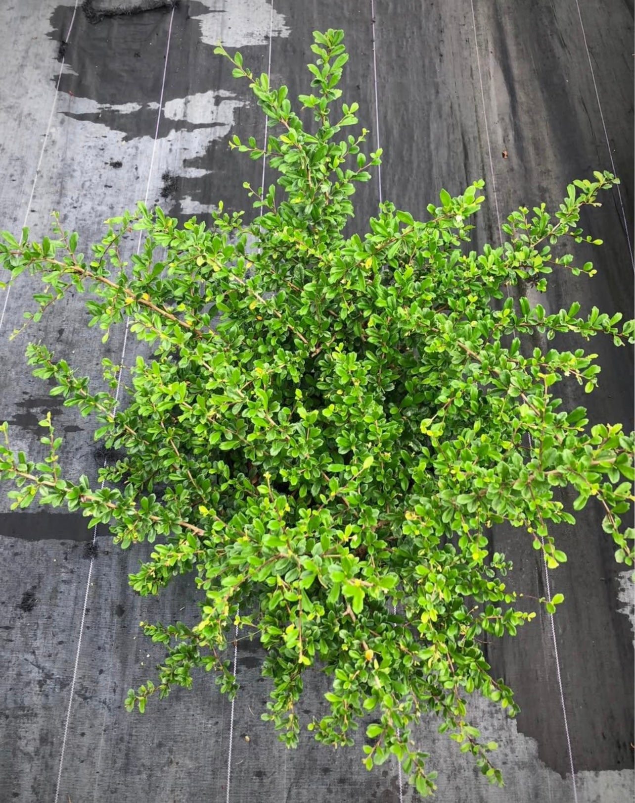 The Caritza shrub is a beautiful and vibrant, low-maintenance plant perfect for adding color and texture to any landscape. With its lush, green foliage, this shrub thrives in both full sun and partial shade, making it adaptable to a variety of garden settings. 