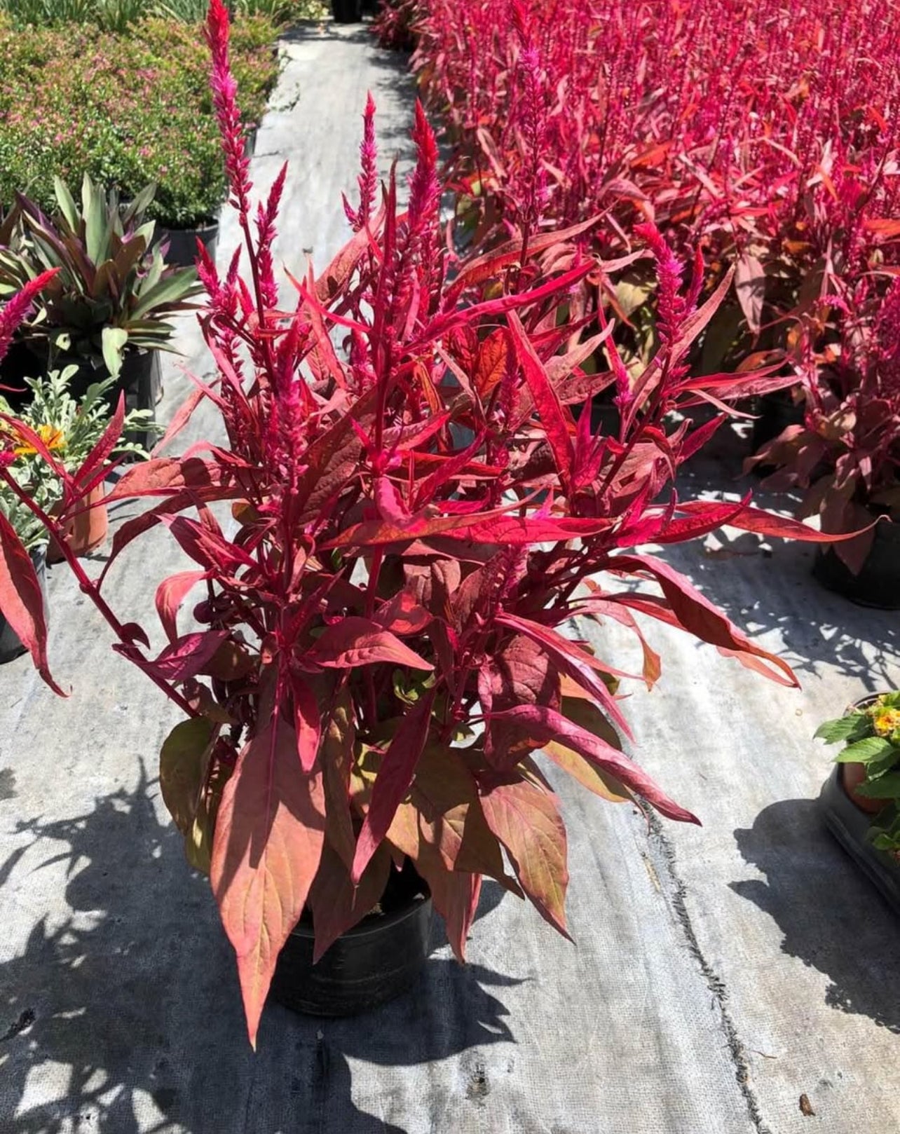 Vibrant flame-like blooms bring bold colors and textures to gardens—perfect for borders, beds, or containers, thriving in full sun.
