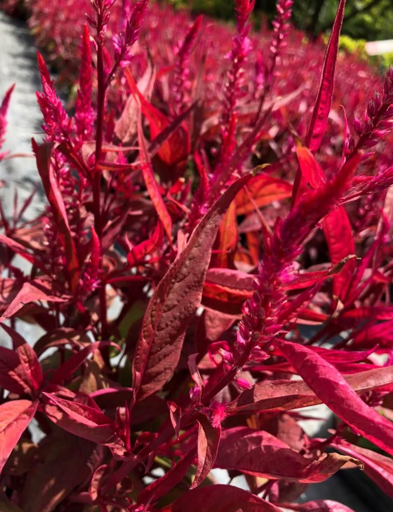 Vibrant flame-like blooms bring bold colors and textures to gardens—perfect for borders, beds, or containers, thriving in full sun.