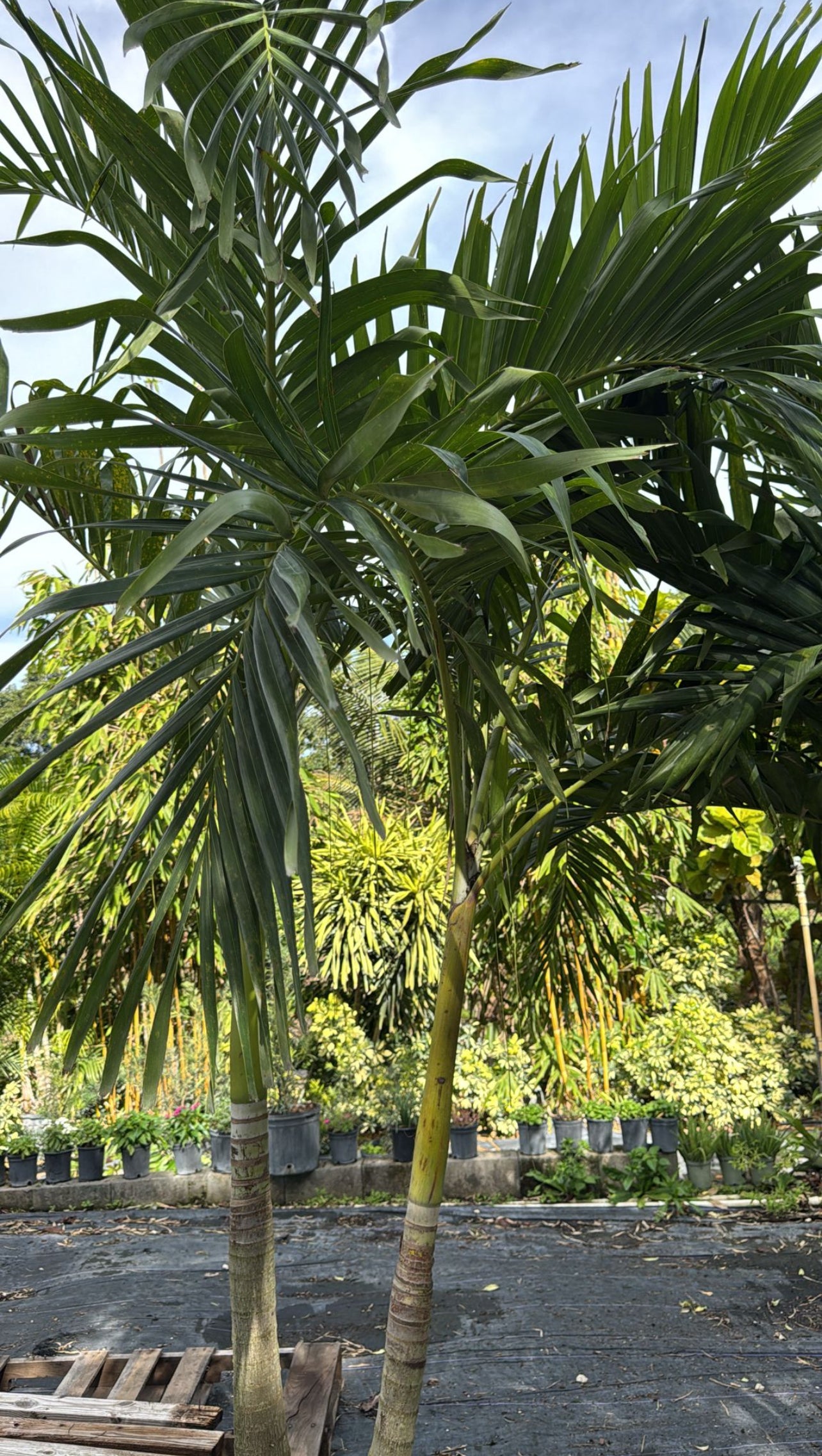 Add a touch of tropical elegance to your landscape with the Christmas Palm. Known for its smooth gray trunk and graceful, arching fronds, this compact and low-maintenance palm grows up to 20 feet tall. Its bright red fruits, resembling festive ornaments, appear in winter, giving it its holiday-inspired name. Perfect for small gardens or as a statement plant, the Christmas Palm thrives in full sun and adds year-round beauty to any space.