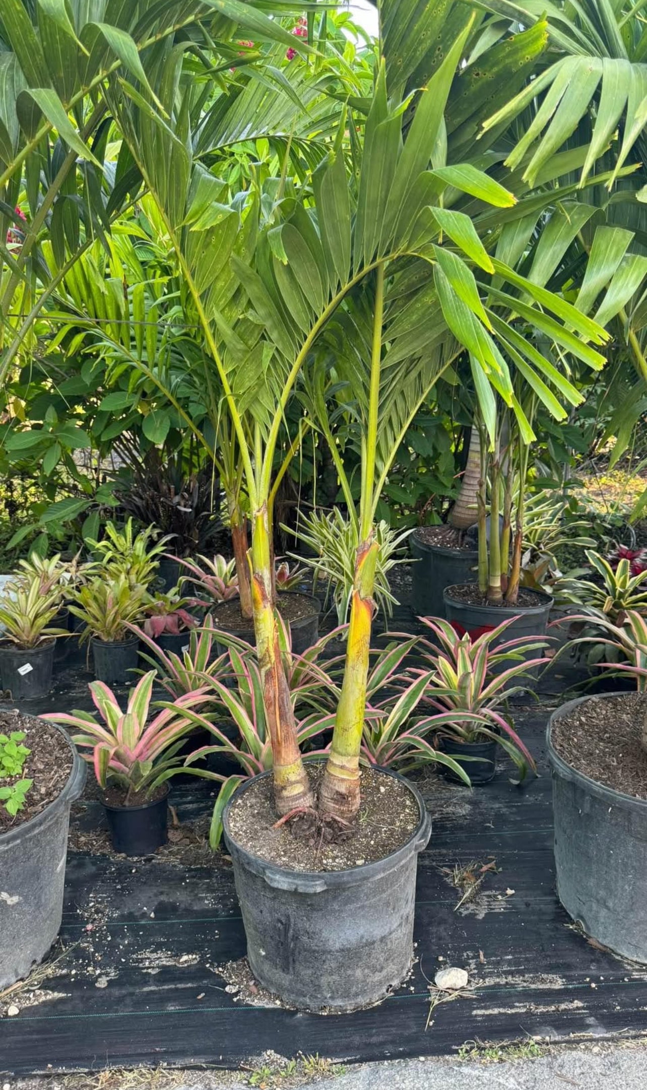 Add a touch of tropical elegance to your landscape with the Christmas Palm. Known for its smooth gray trunk and graceful, arching fronds, this compact and low-maintenance palm grows up to 20 feet tall. Its bright red fruits, resembling festive ornaments, appear in winter, giving it its holiday-inspired name. Perfect for small gardens or as a statement plant, the Christmas Palm thrives in full sun and adds year-round beauty to any space.