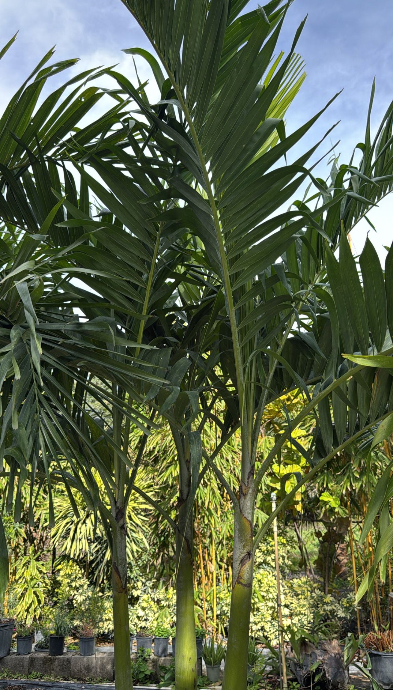Add a touch of tropical elegance to your landscape with the Christmas Palm. Known for its smooth gray trunk and graceful, arching fronds, this compact and low-maintenance palm grows up to 20 feet tall. Its bright red fruits, resembling festive ornaments, appear in winter, giving it its holiday-inspired name. Perfect for small gardens or as a statement plant, the Christmas Palm thrives in full sun and adds year-round beauty to any space.