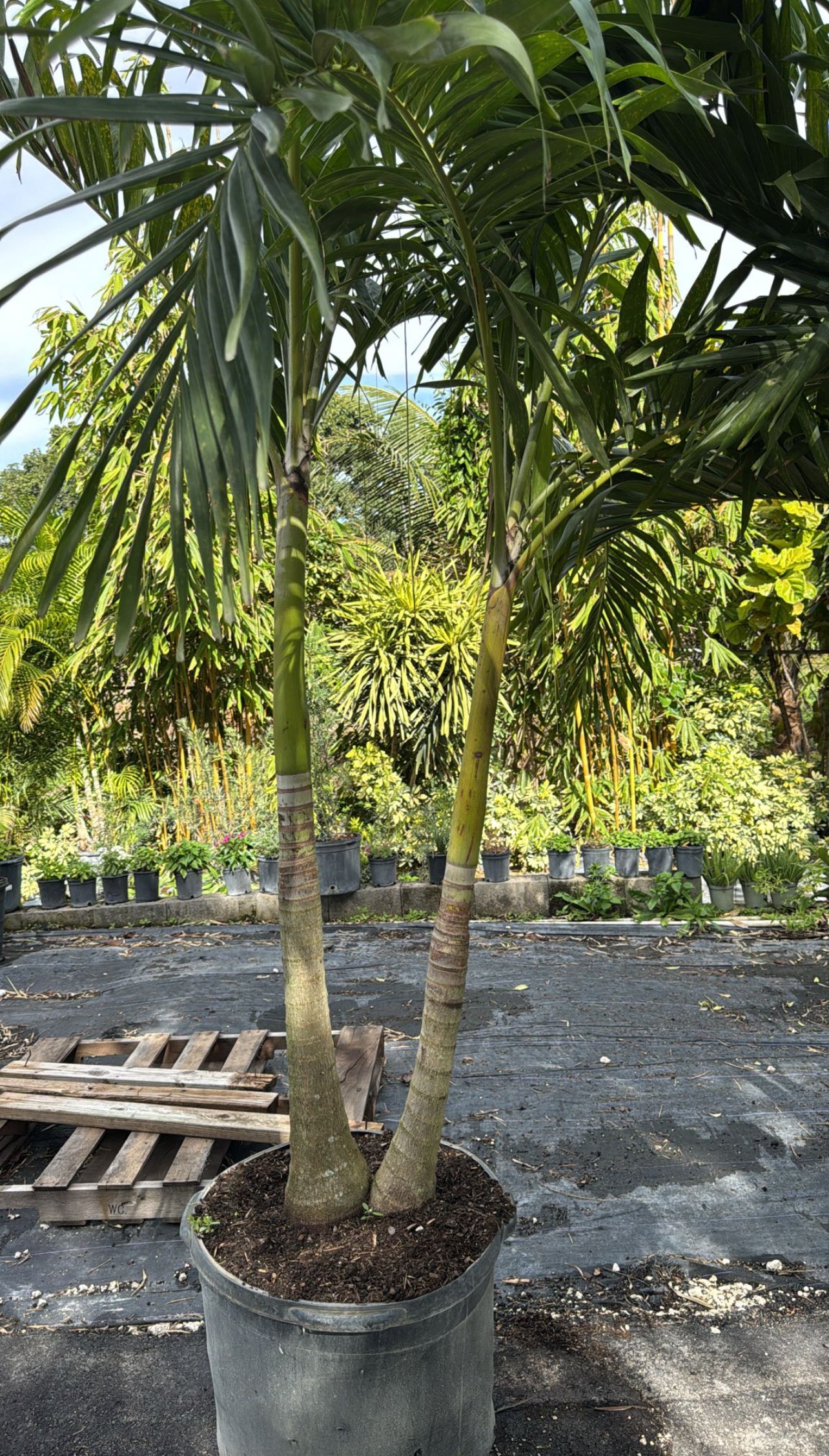 Add a touch of tropical elegance to your landscape with the Christmas Palm. Known for its smooth gray trunk and graceful, arching fronds, this compact and low-maintenance palm grows up to 20 feet tall. Its bright red fruits, resembling festive ornaments, appear in winter, giving it its holiday-inspired name. Perfect for small gardens or as a statement plant, the Christmas Palm thrives in full sun and adds year-round beauty to any space.