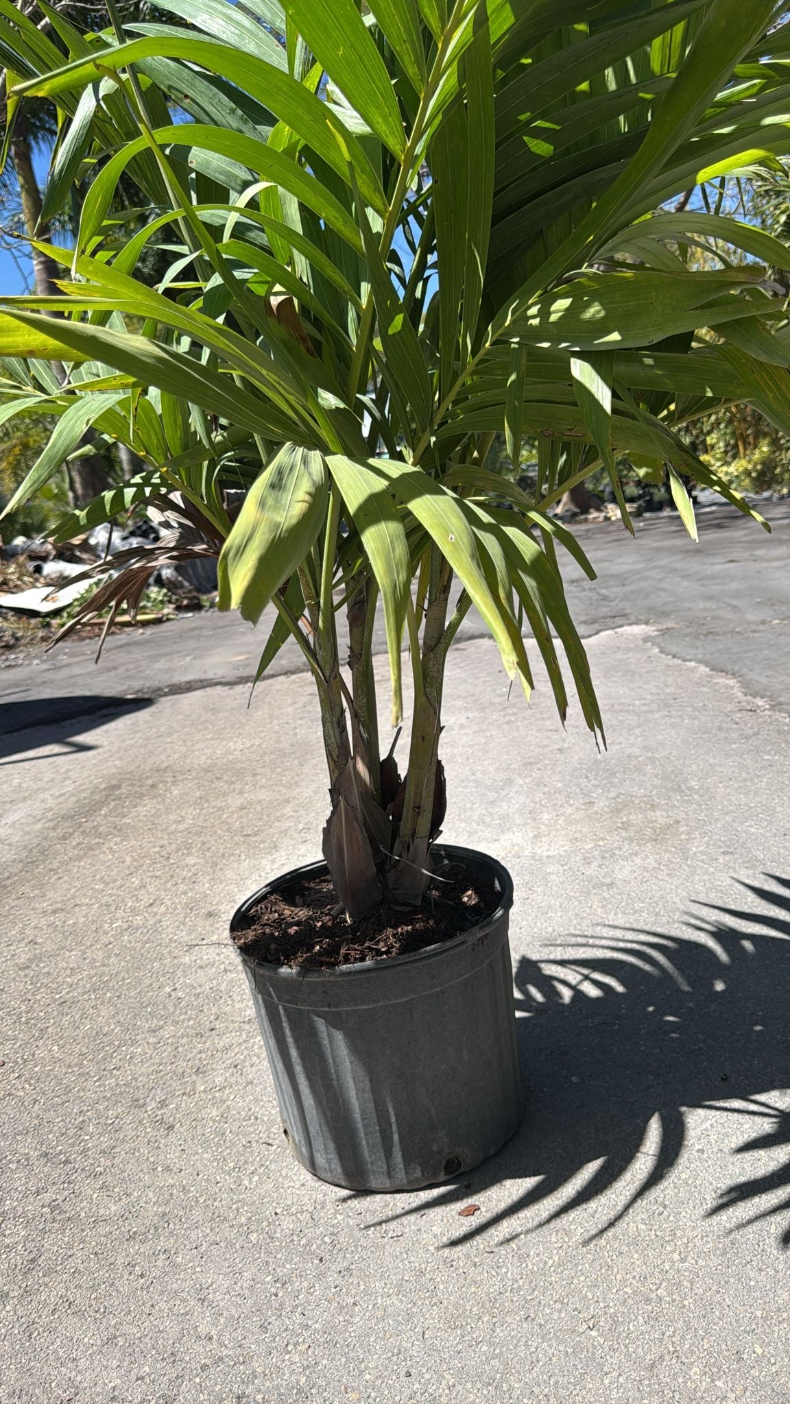Compact, low-maintenance palm with a smooth gray trunk, arching fronds, and bright red winter fruits—ideal for adding tropical elegance to small gardens or as a statement plant.