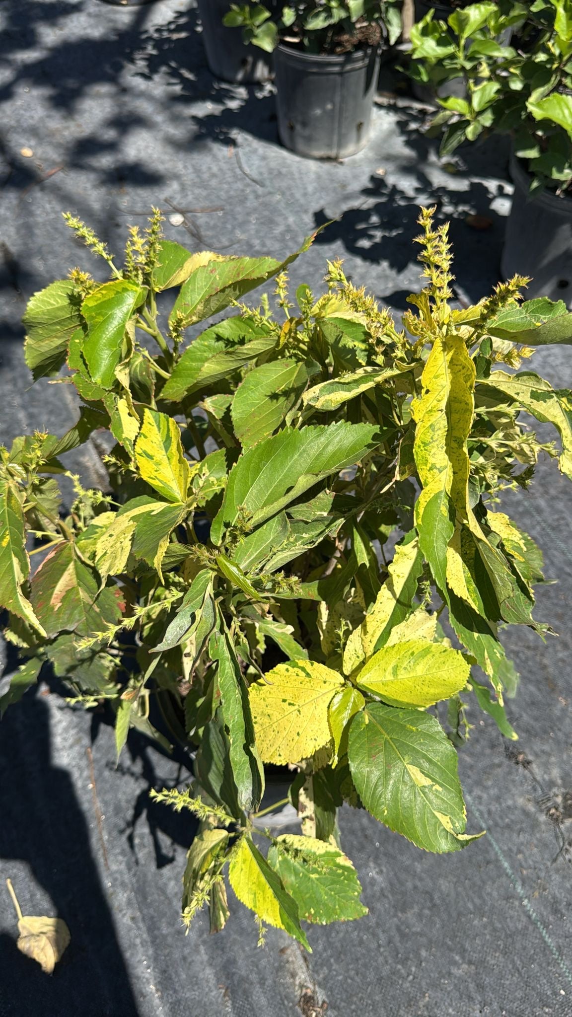A vibrant, fast-growing tropical shrub with subtle variegated foliage—perfect for hedges, borders, or as a standalone accent, thriving in sun or shade.