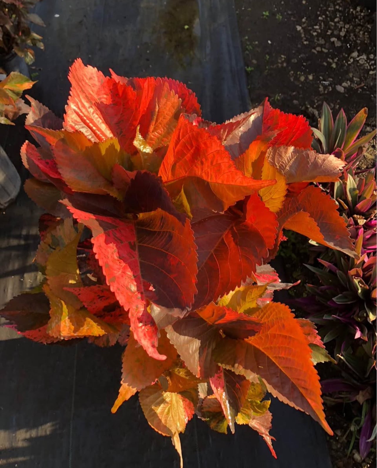 A striking tropical shrub with vibrant red and copper-toned foliage—perfect for hedges, borders, or as a bold standalone accent, thriving in sun or shade.