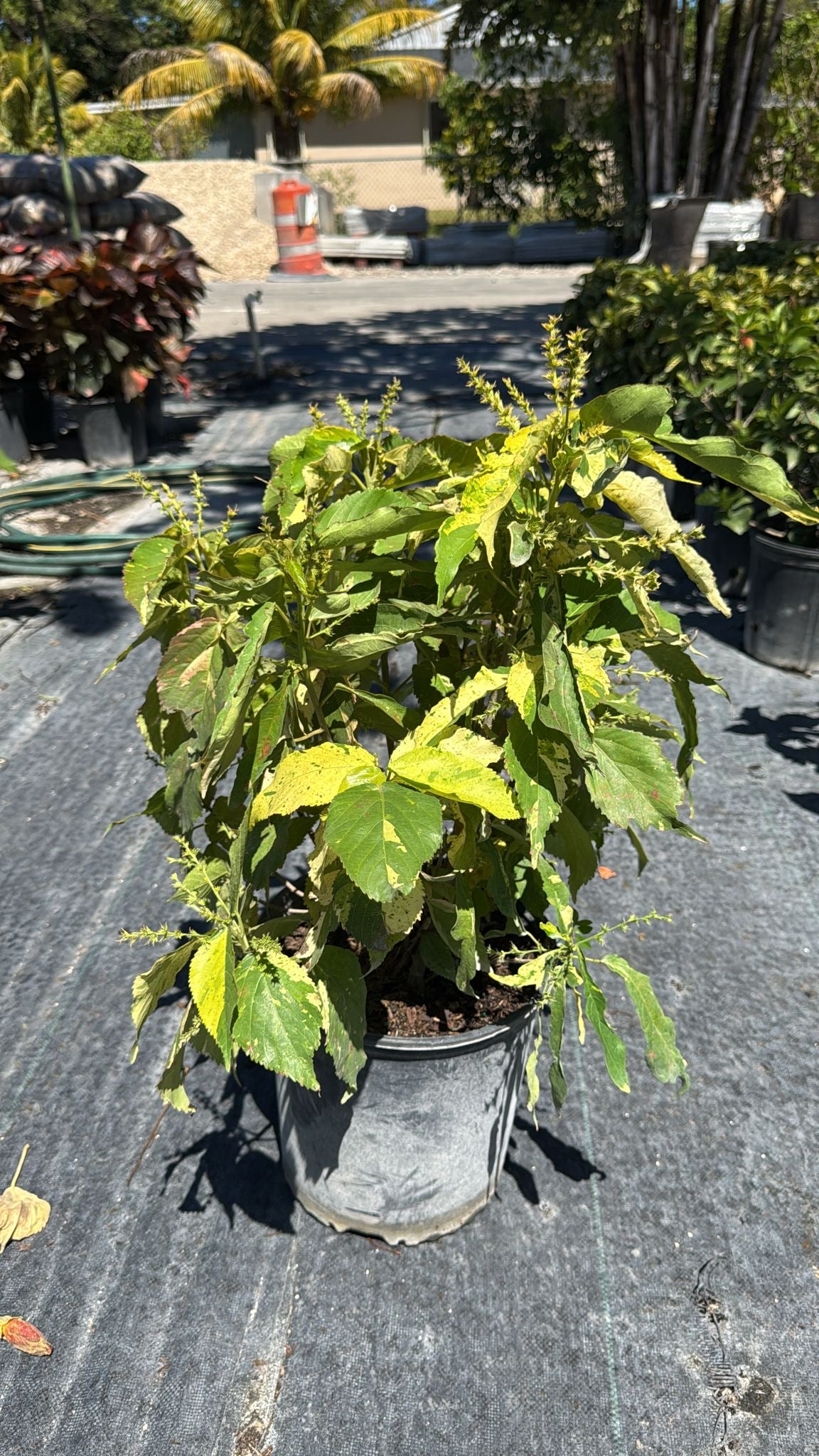 A vibrant, fast-growing tropical shrub with subtle variegated foliage—perfect for hedges, borders, or as a standalone accent, thriving in sun or shade.