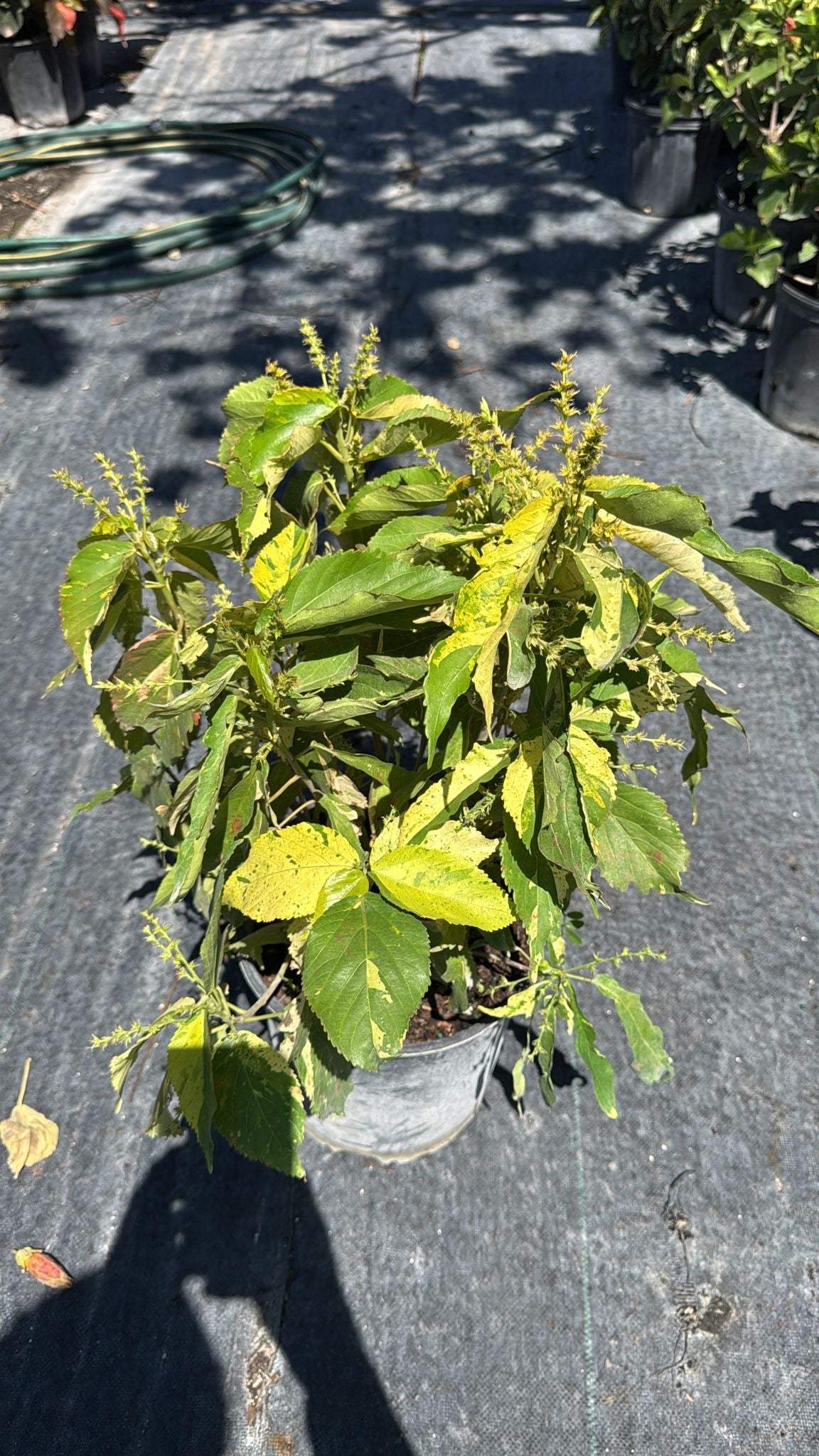 A vibrant, fast-growing tropical shrub with subtle variegated foliage—perfect for hedges, borders, or as a standalone accent, thriving in sun or shade.