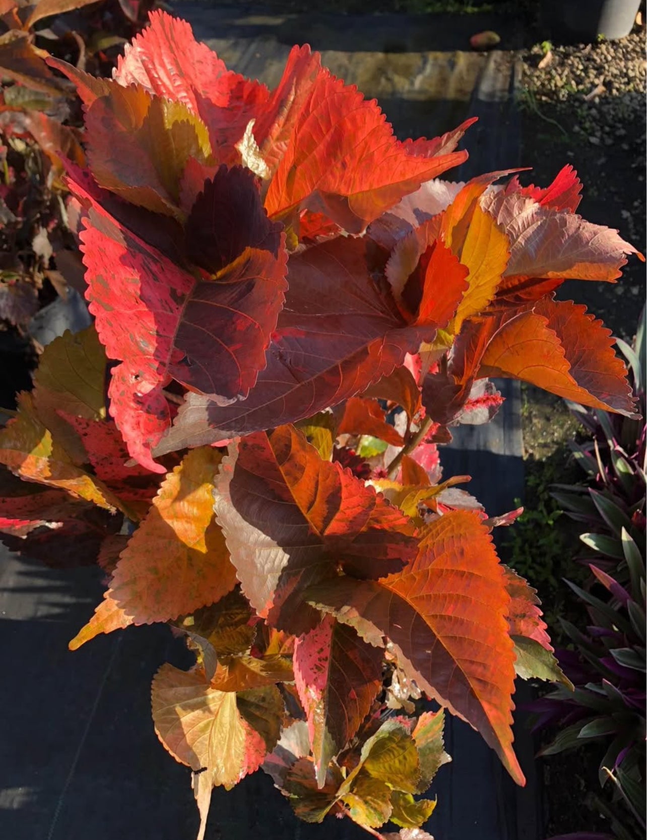 A striking tropical shrub with vibrant red and copper-toned foliage—perfect for hedges, borders, or as a bold standalone accent, thriving in sun or shade.