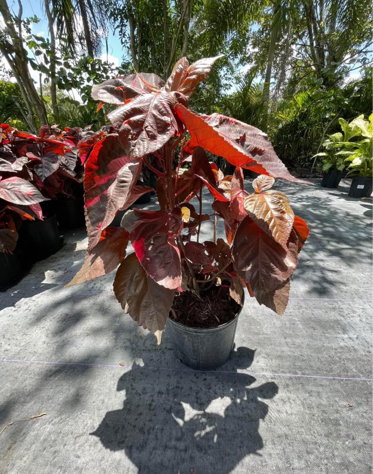 A striking tropical shrub with vibrant red and copper-toned foliage—perfect for hedges, borders, or as a bold standalone accent, thriving in sun or shade.